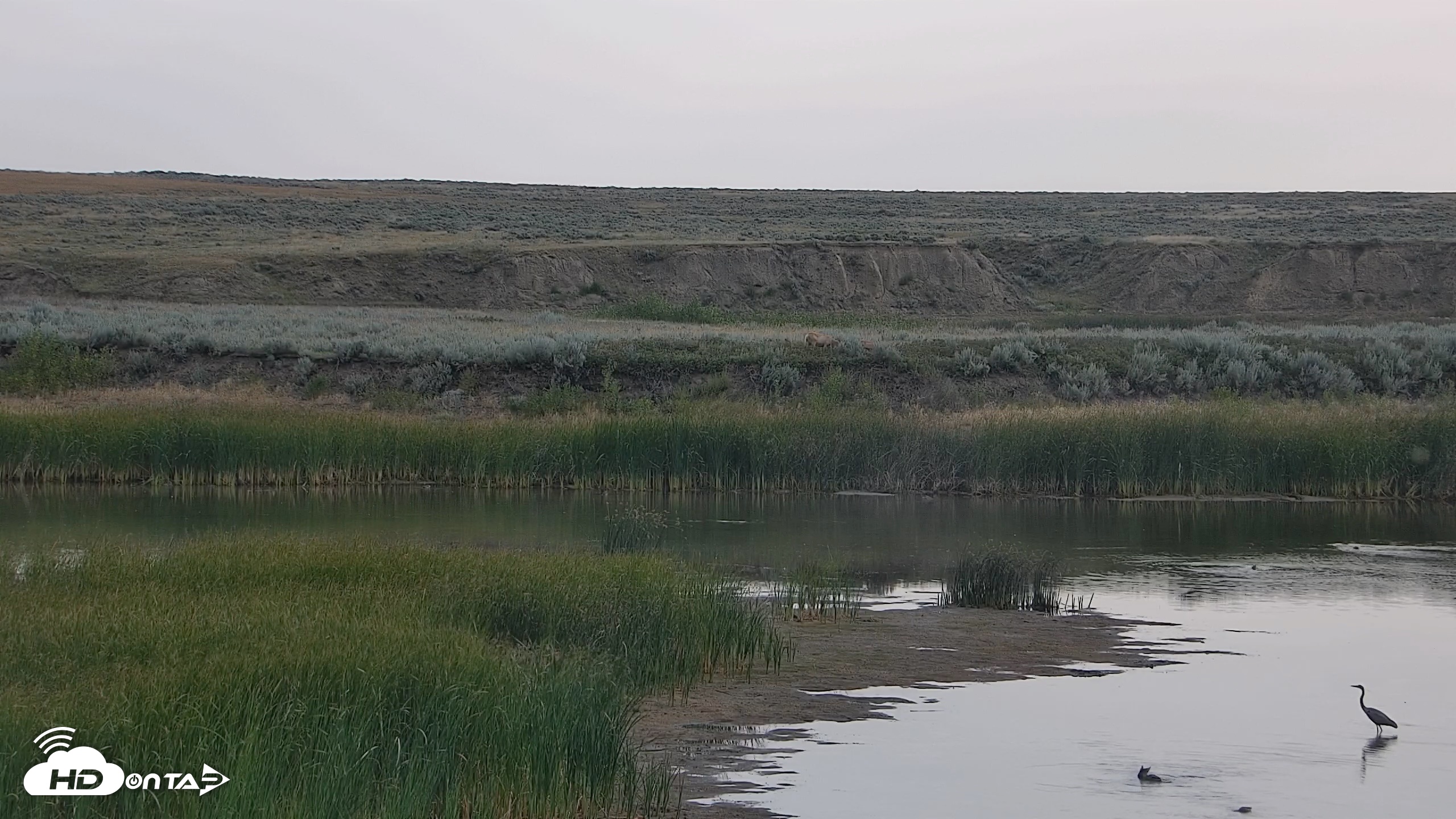 Snapshot of American Prairie Montana Bison Live Cam taken Aug 18, 2026, 8:40am MDT