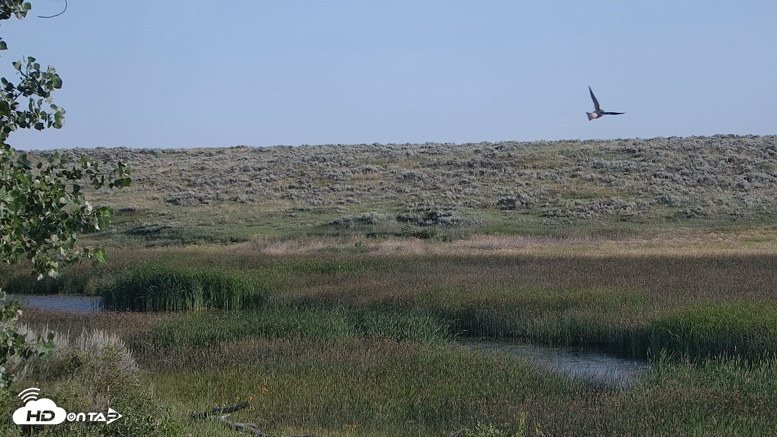 Snapshot of American Prairie Montana Bison Live Cam taken Jul 13, 2026, 7:40am MDT