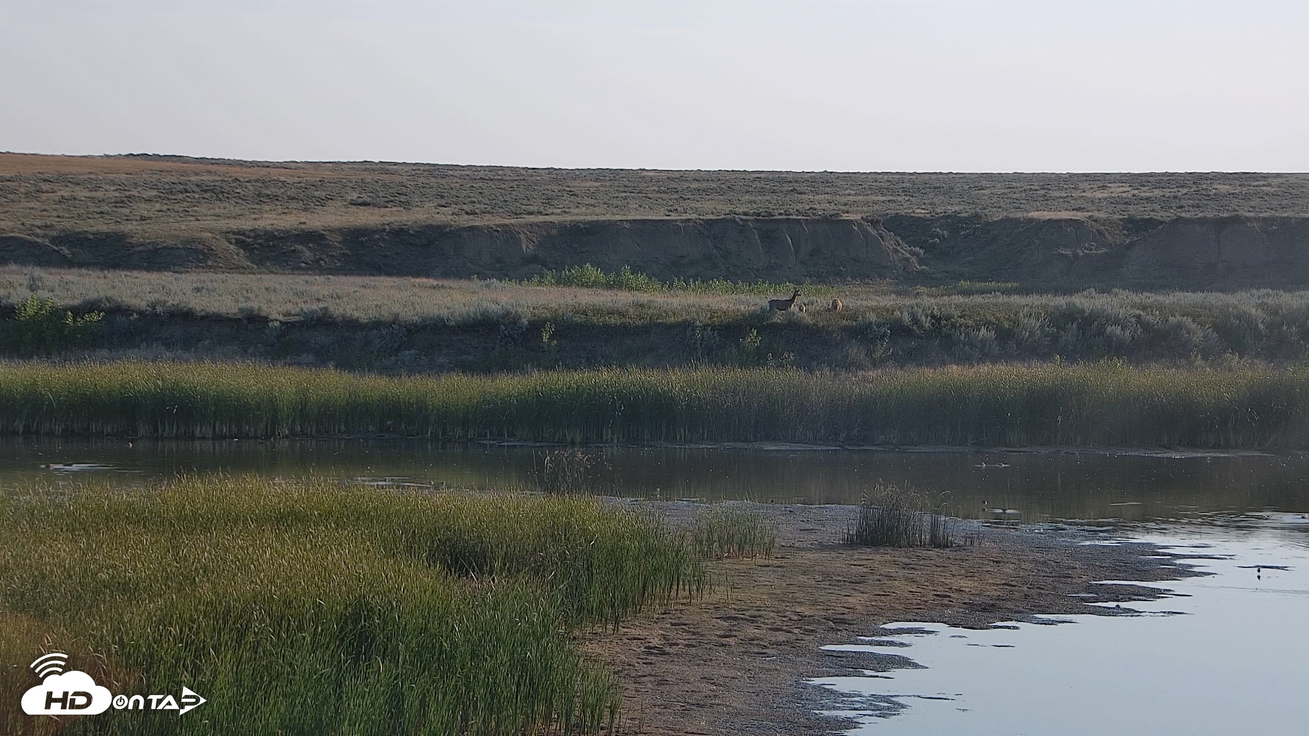 Snapshot of American Prairie Montana Bison Live Cam taken Aug 27, 2026, 8:05am MDT