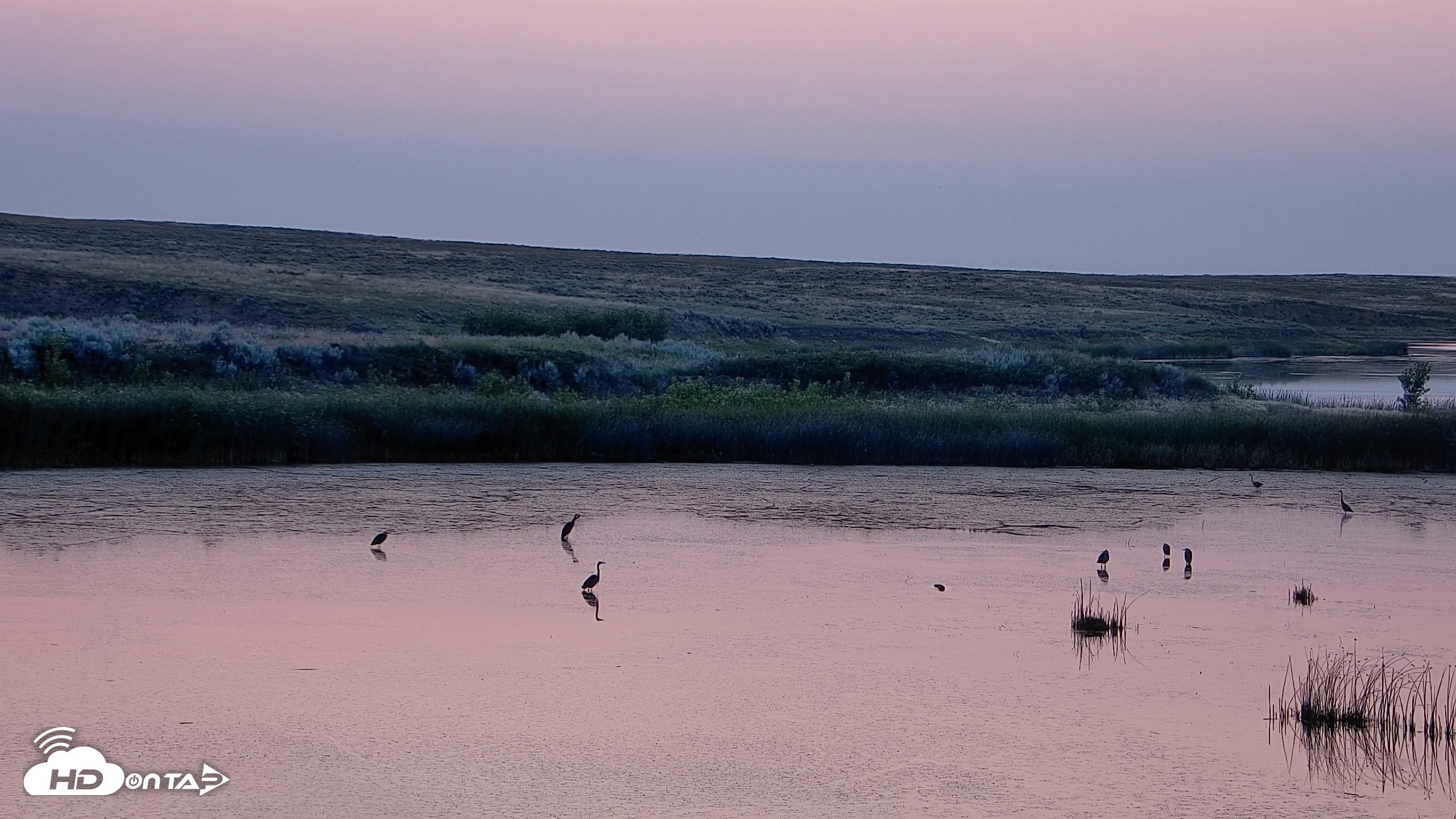 Snapshot of American Prairie Montana Bison Live Cam taken Jul 25, 2026, 5:46am MDT