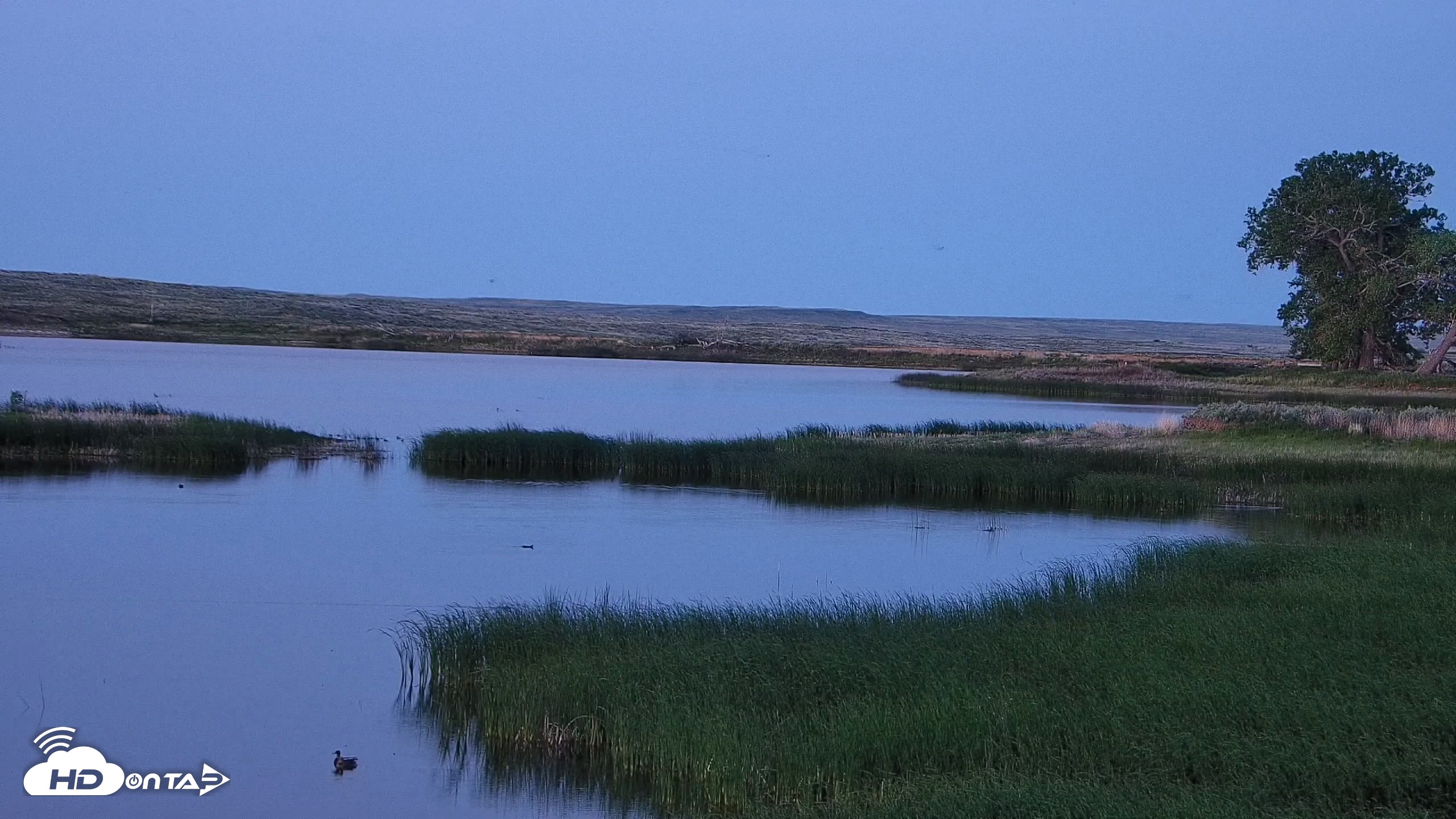 Snapshot of American Prairie Montana Bison Live Cam taken May 29, 2025, 9:12pm MDT