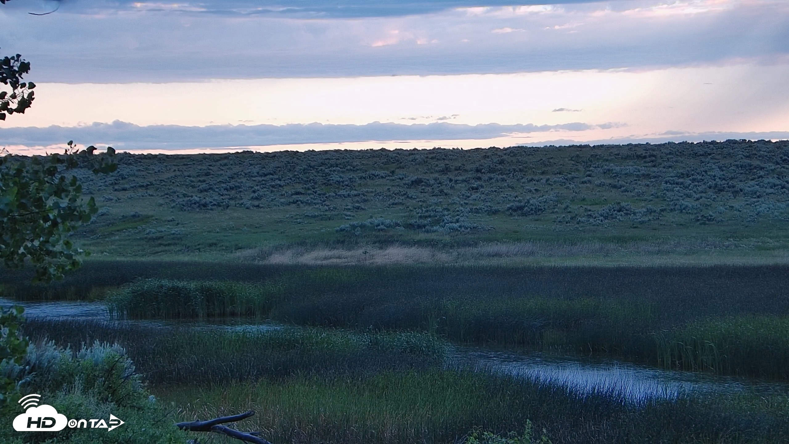 Snapshot of American Prairie Montana Bison Live Cam taken Jun 22, 2026, 5:34am MDT
