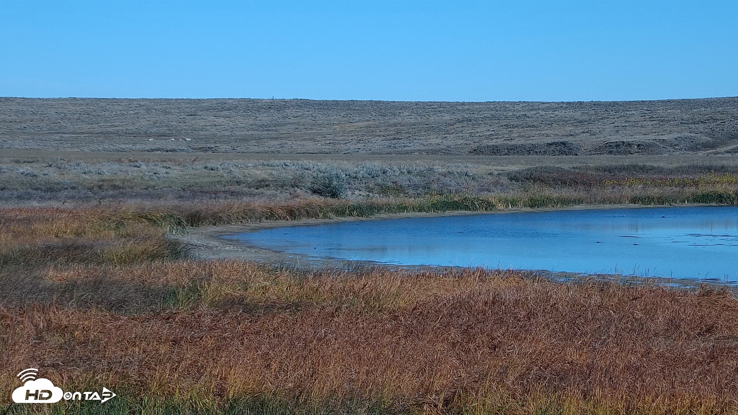 Snapshot of American Prairie Montana Bison Live Cam taken Oct 13, 2026, 11:41am MDT