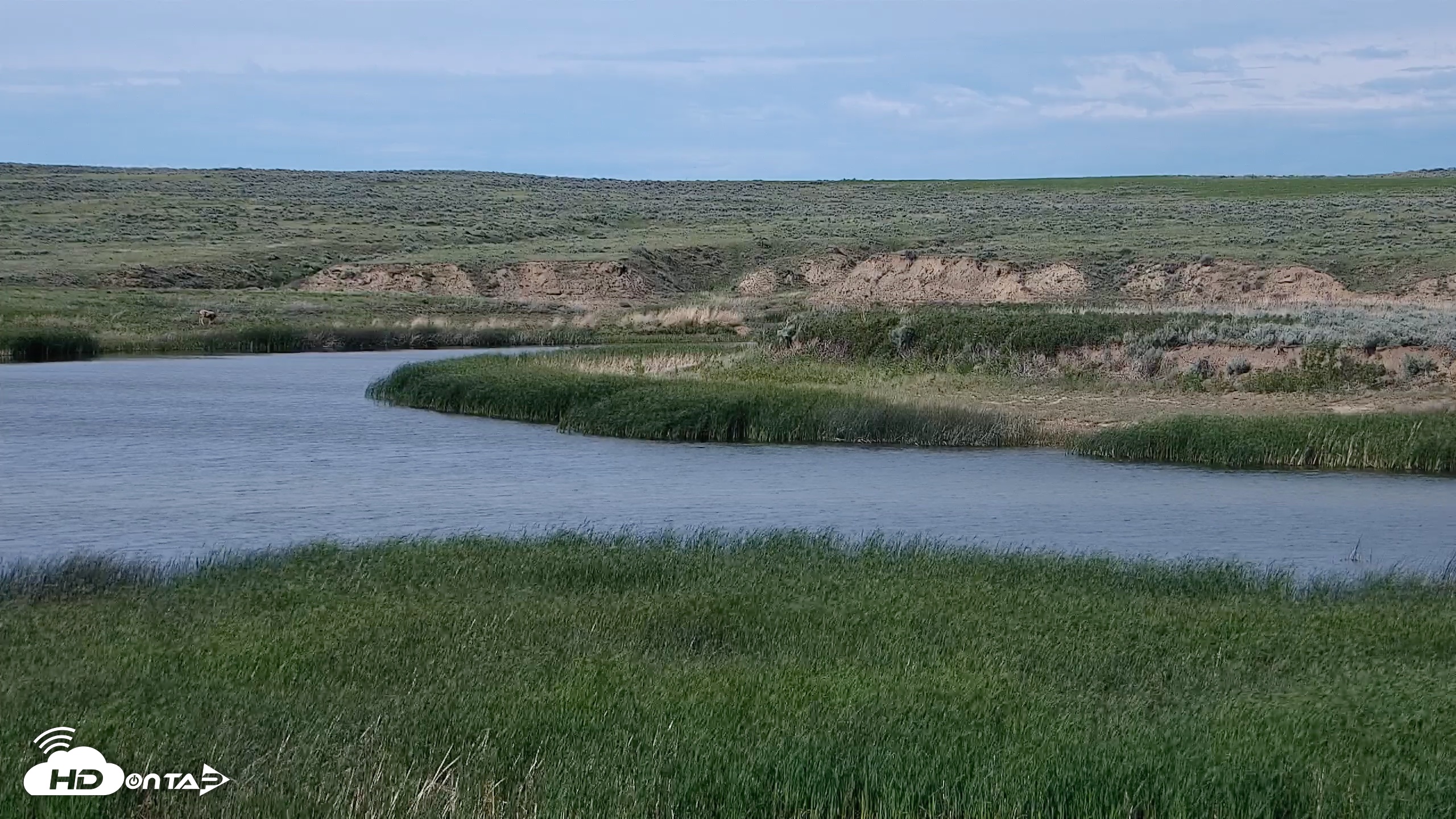 Snapshot of American Prairie Montana Bison Live Cam taken Jun 9, 2026, 5:06pm MDT