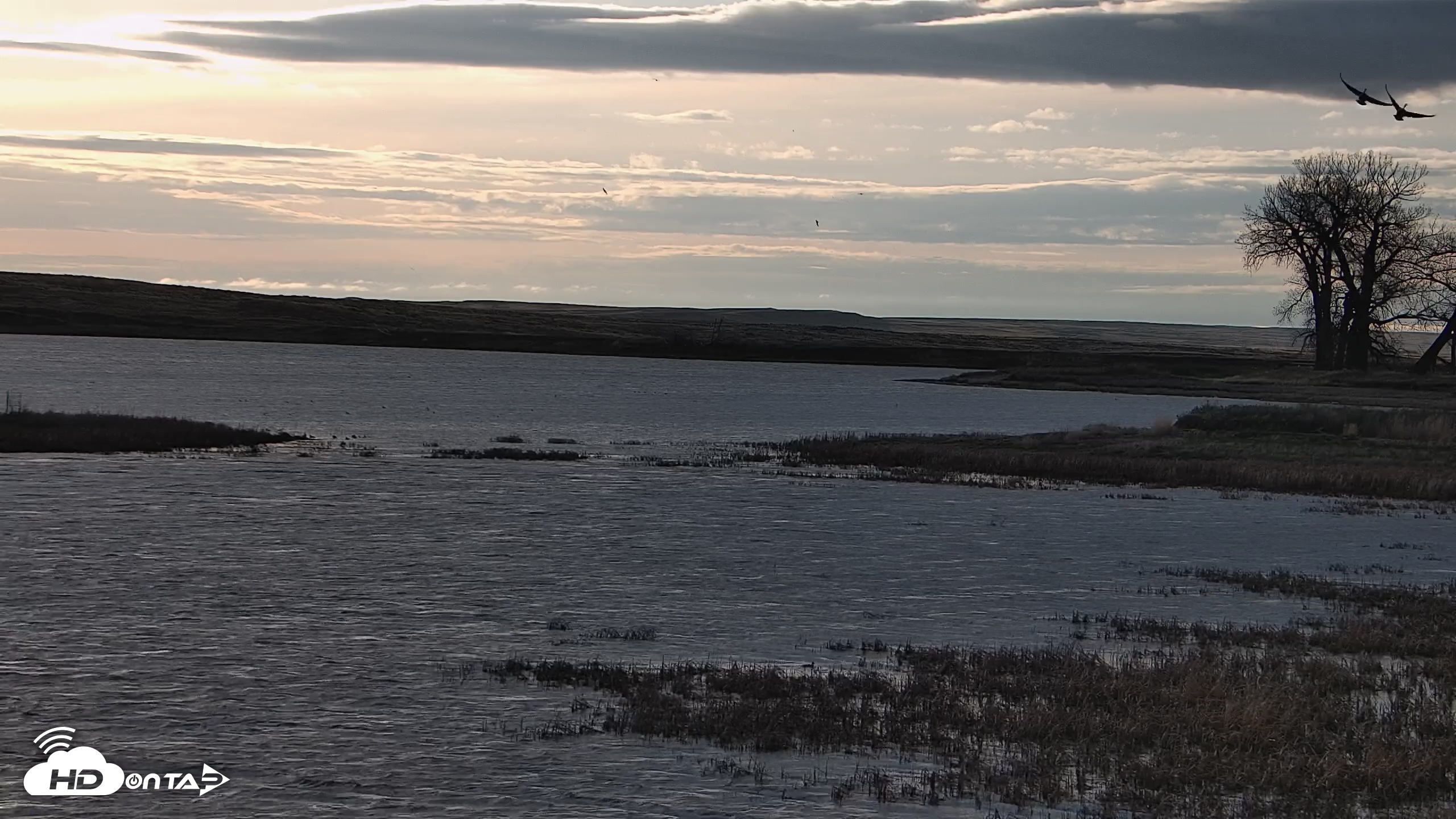 Snapshot of American Prairie Montana Bison Live Cam taken Apr 30, 2025, 6:45am MDT