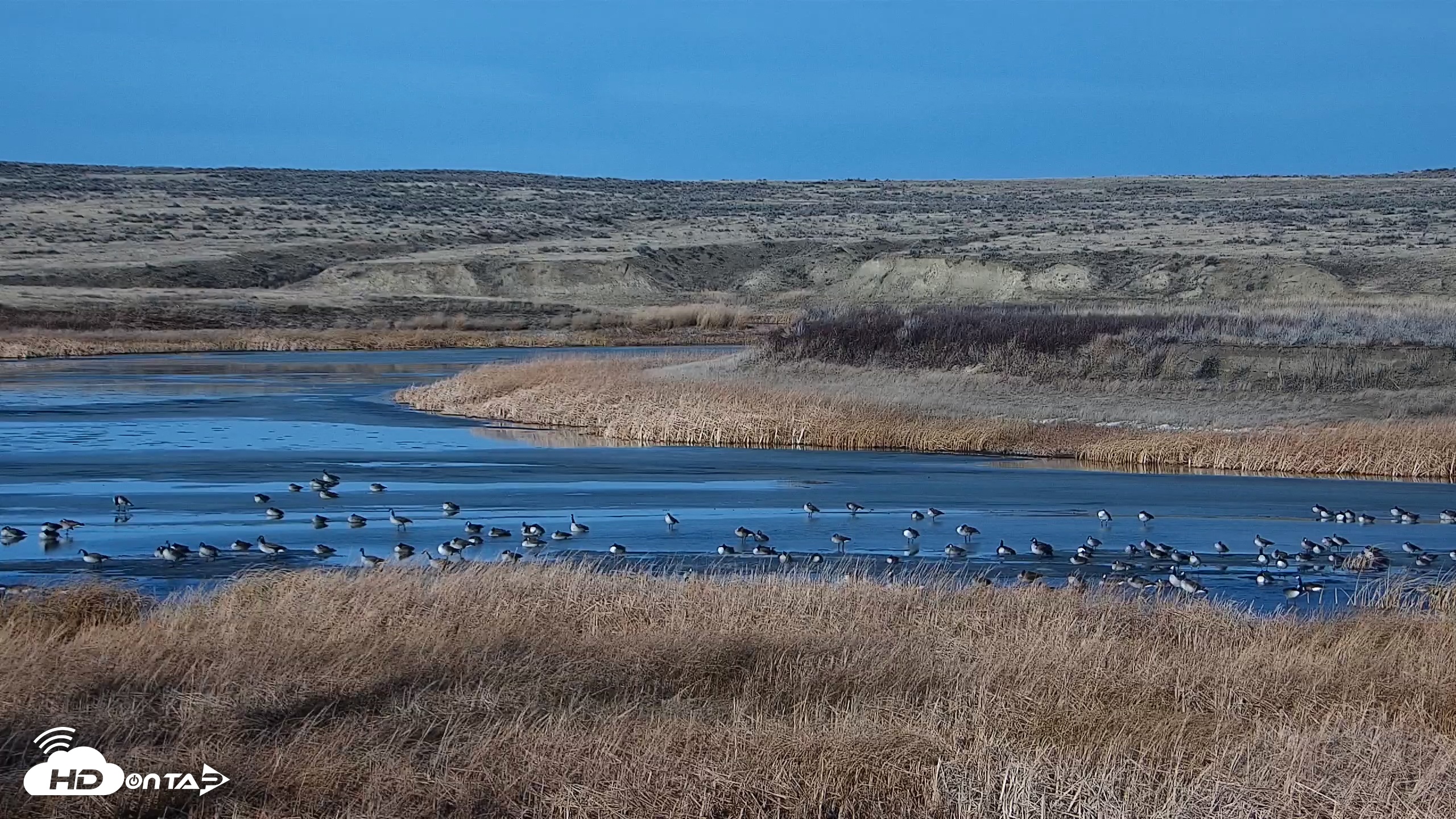 Snapshot of American Prairie Montana Bison Live Cam taken Feb 7, 2026, 3:28pm MST