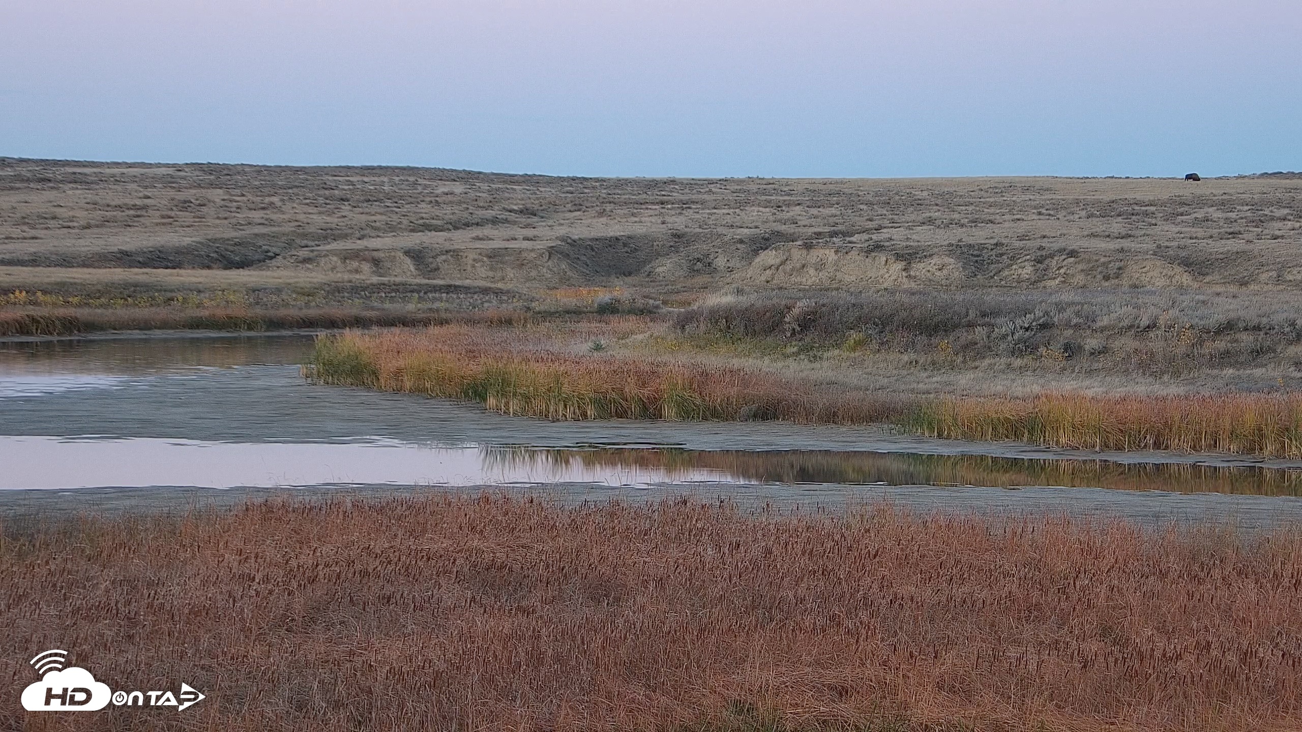Snapshot of American Prairie Montana Bison Live Cam taken Oct 18, 2026, 6:23pm MDT