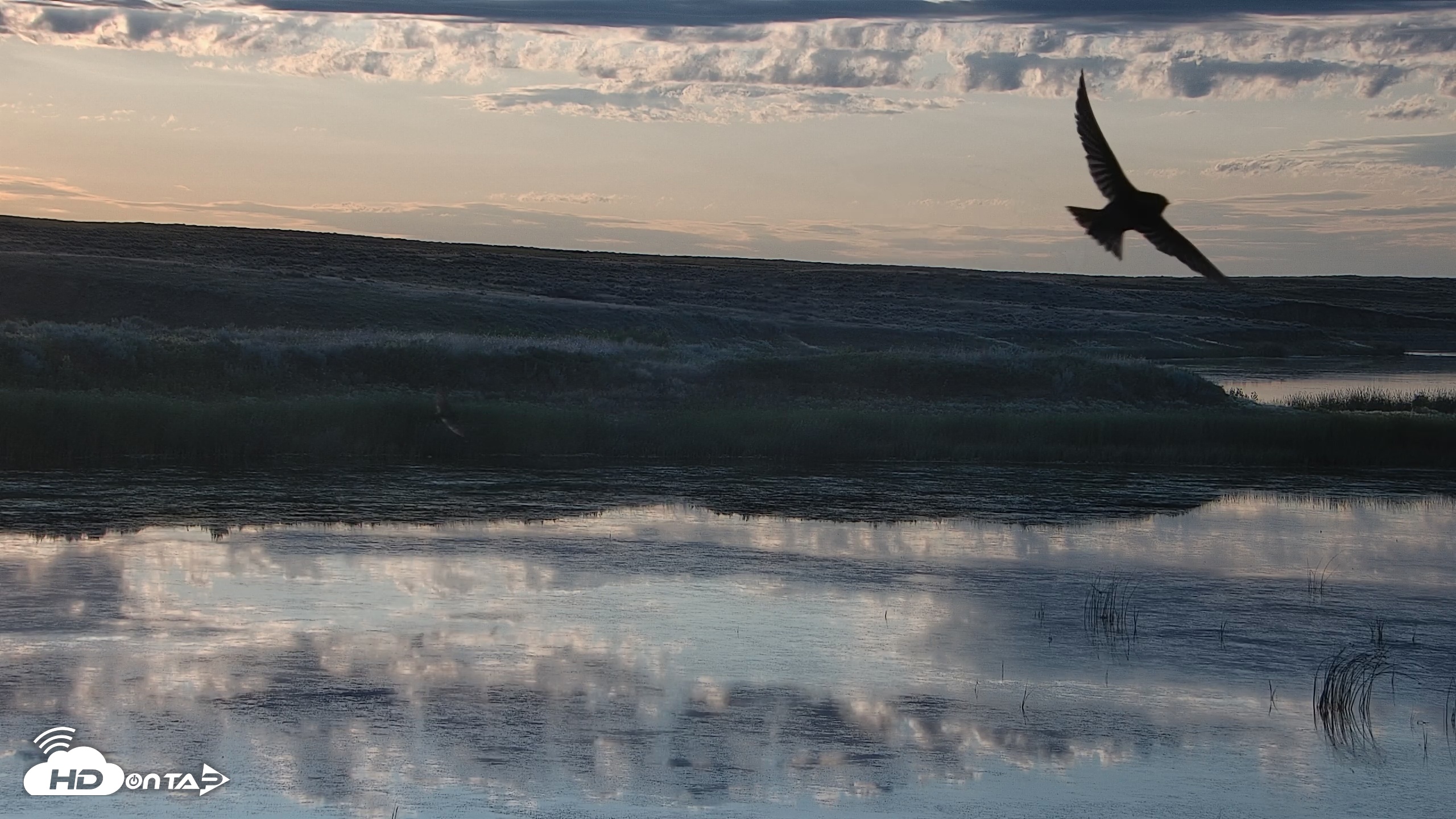 Snapshot of American Prairie Montana Bison Live Cam taken Jun 28, 2025, 5:55am MDT