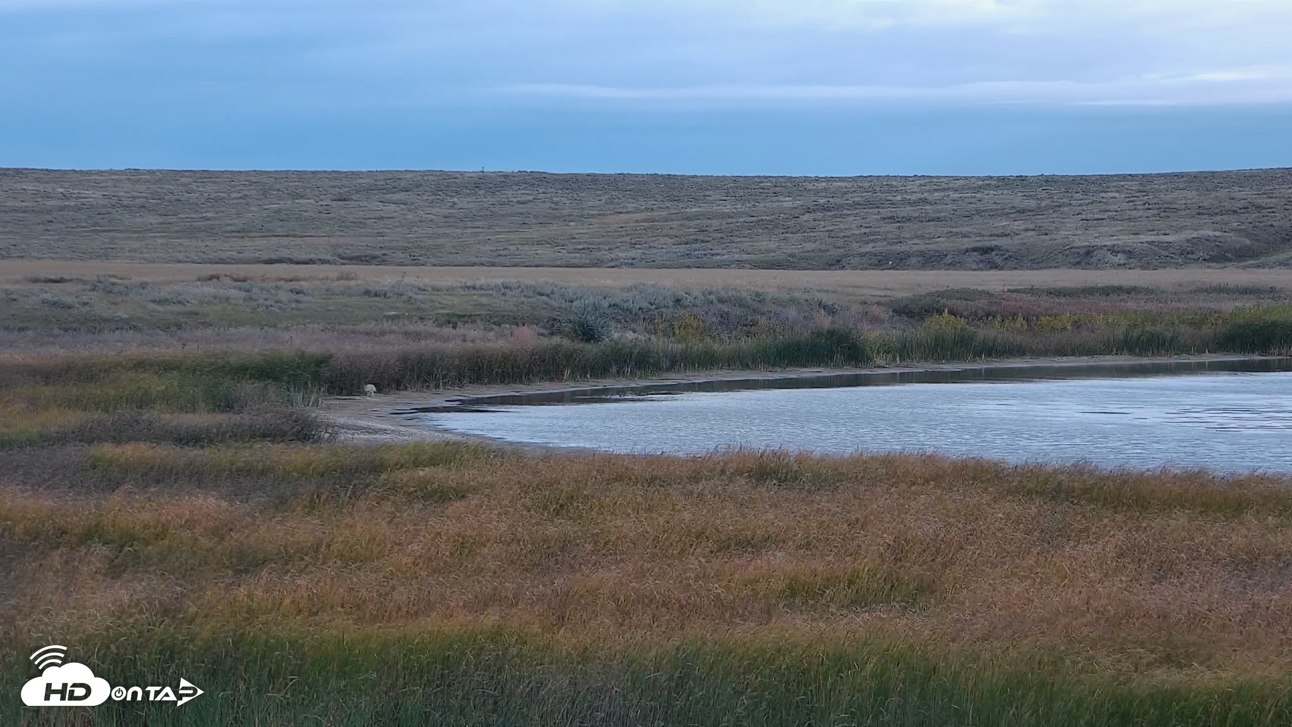 Snapshot of American Prairie Montana Bison Live Cam taken Sep 30, 2026, 8:55am MDT