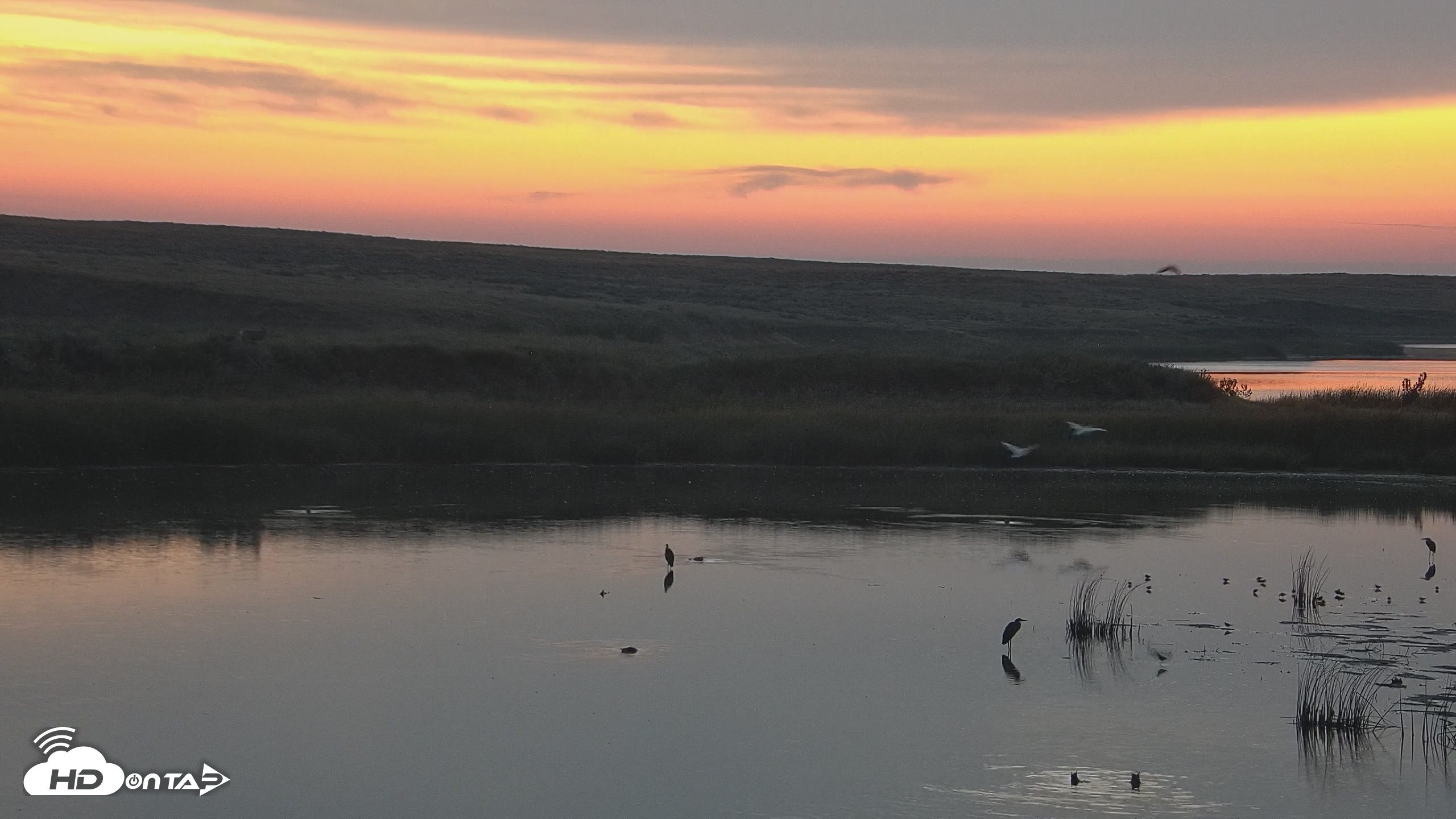 Snapshot of American Prairie Montana Bison Live Cam taken Sep 12, 2025, 6:28am MDT