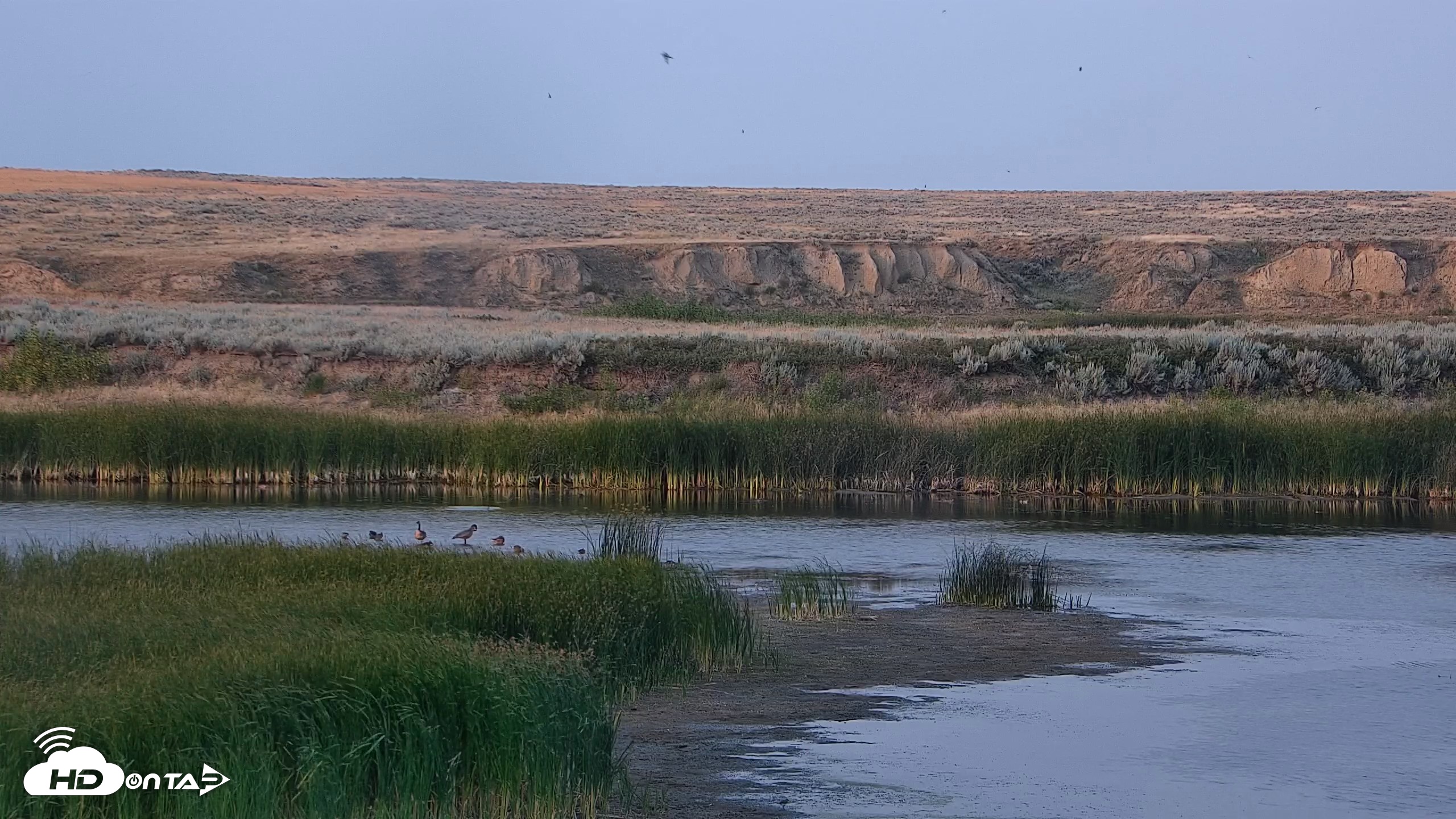 Snapshot of American Prairie Montana Bison Live Cam taken Aug 10, 2026, 7:31pm MDT