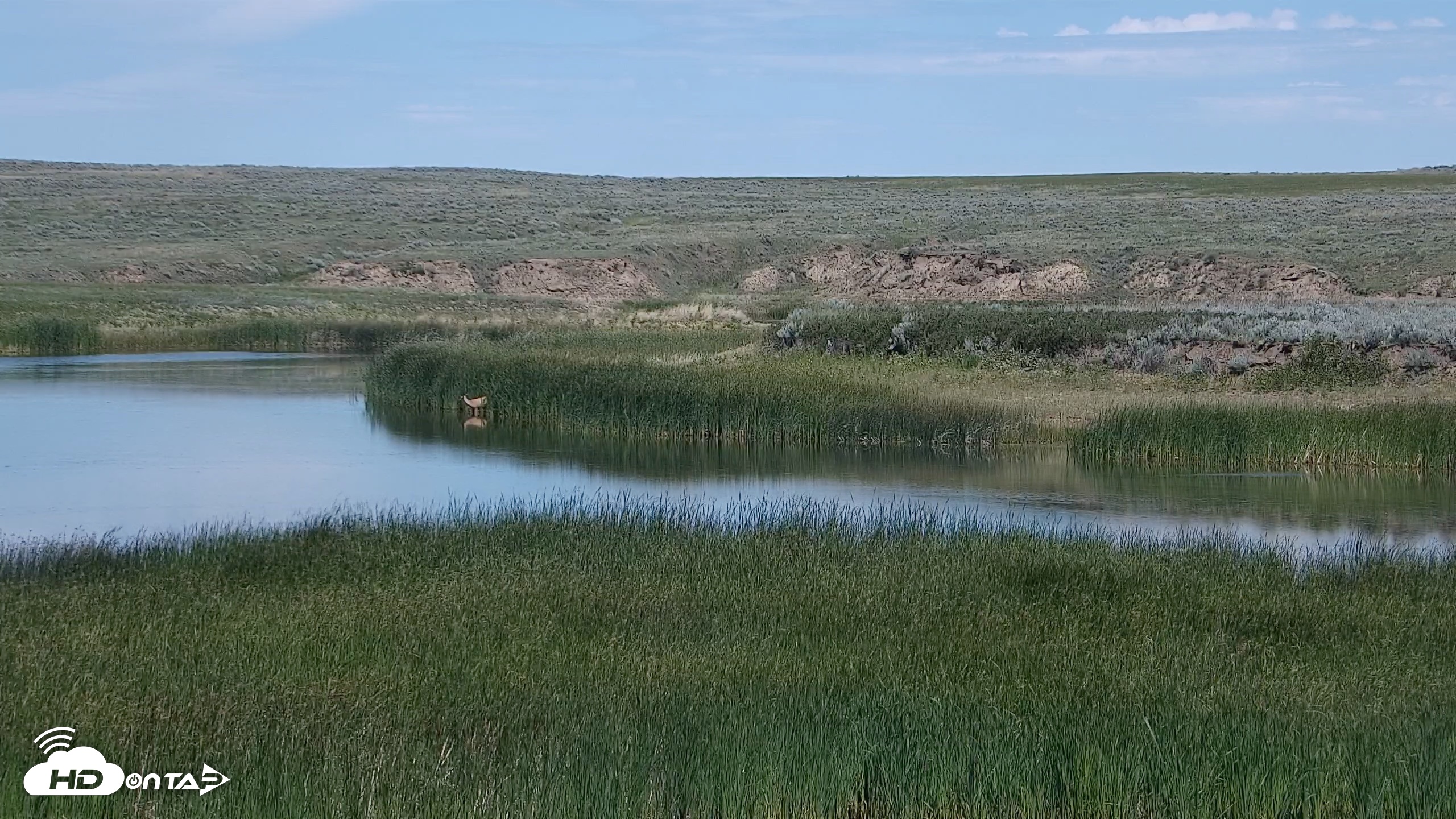 Snapshot of American Prairie Montana Bison Live Cam taken Jul 2, 2026, 1:38pm MDT