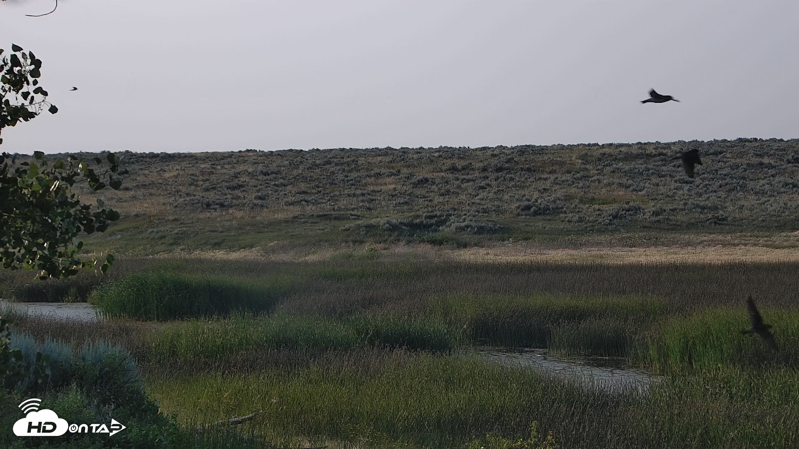 Snapshot of American Prairie Montana Bison Live Cam taken Jul 22, 2026, 7:18pm MDT