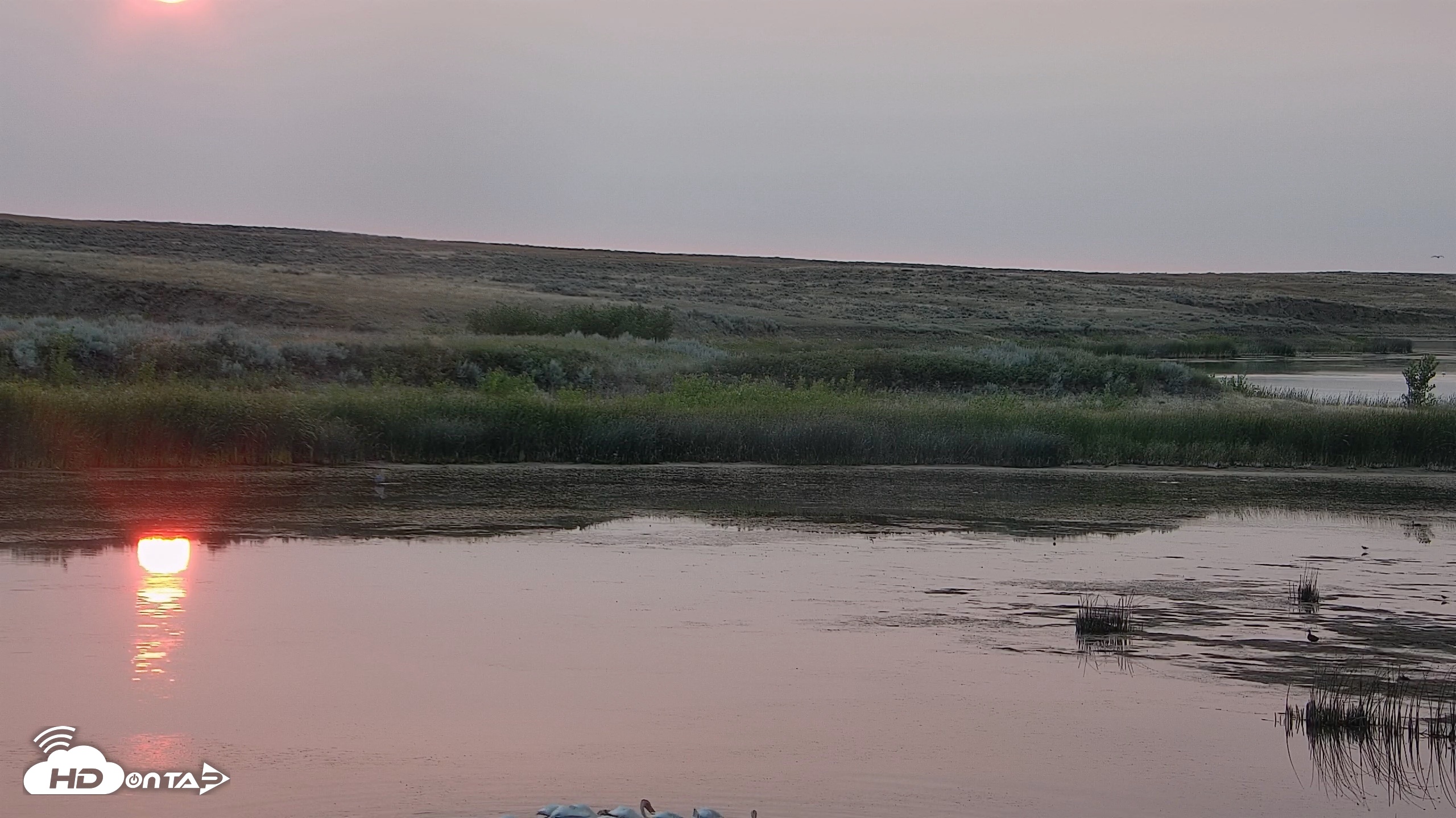 Snapshot of American Prairie Montana Bison Live Cam taken Aug 7, 2026, 6:21am MDT