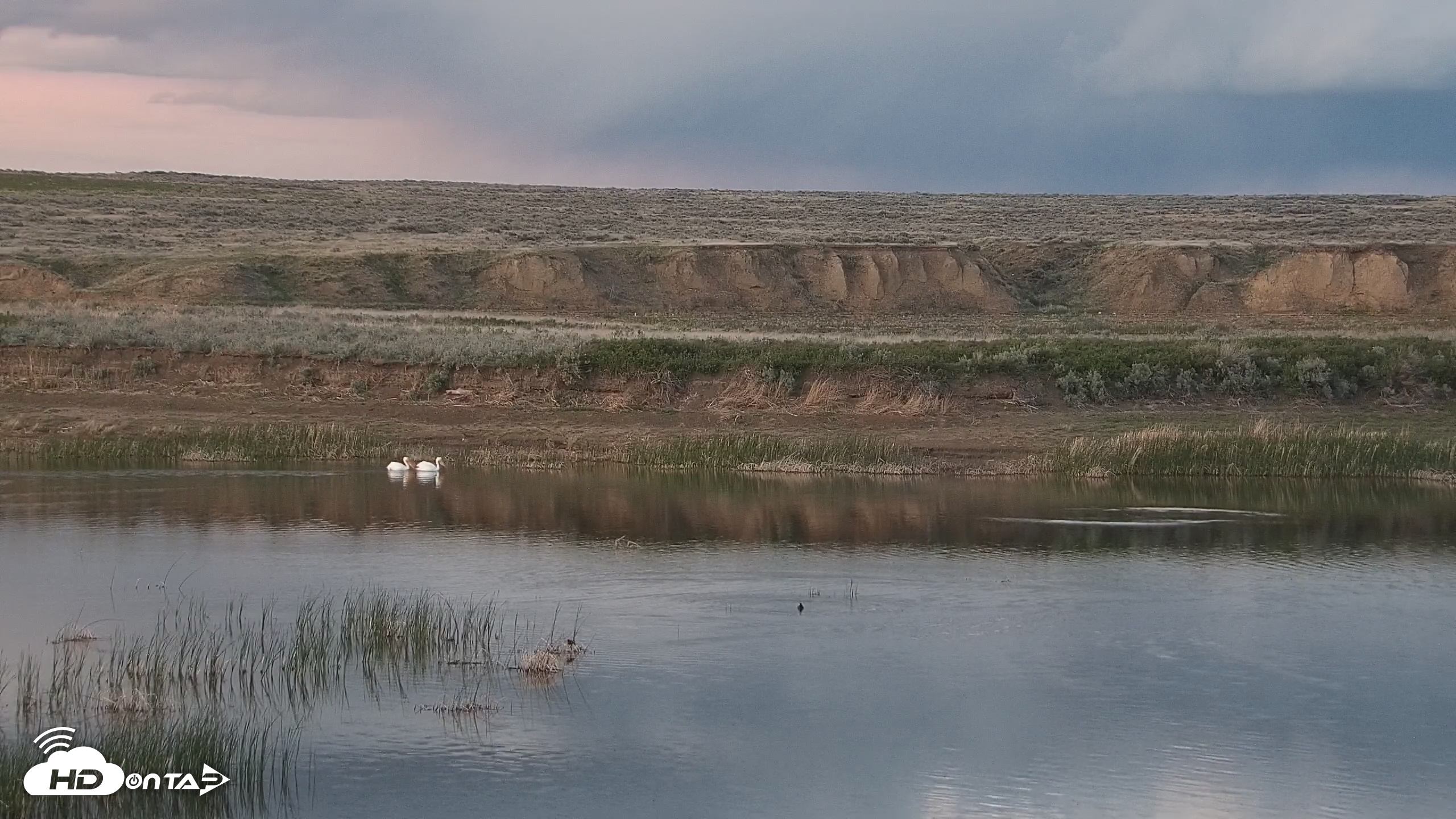 Snapshot of American Prairie Montana Bison Live Cam taken May 21, 2025, 9:03pm MDT