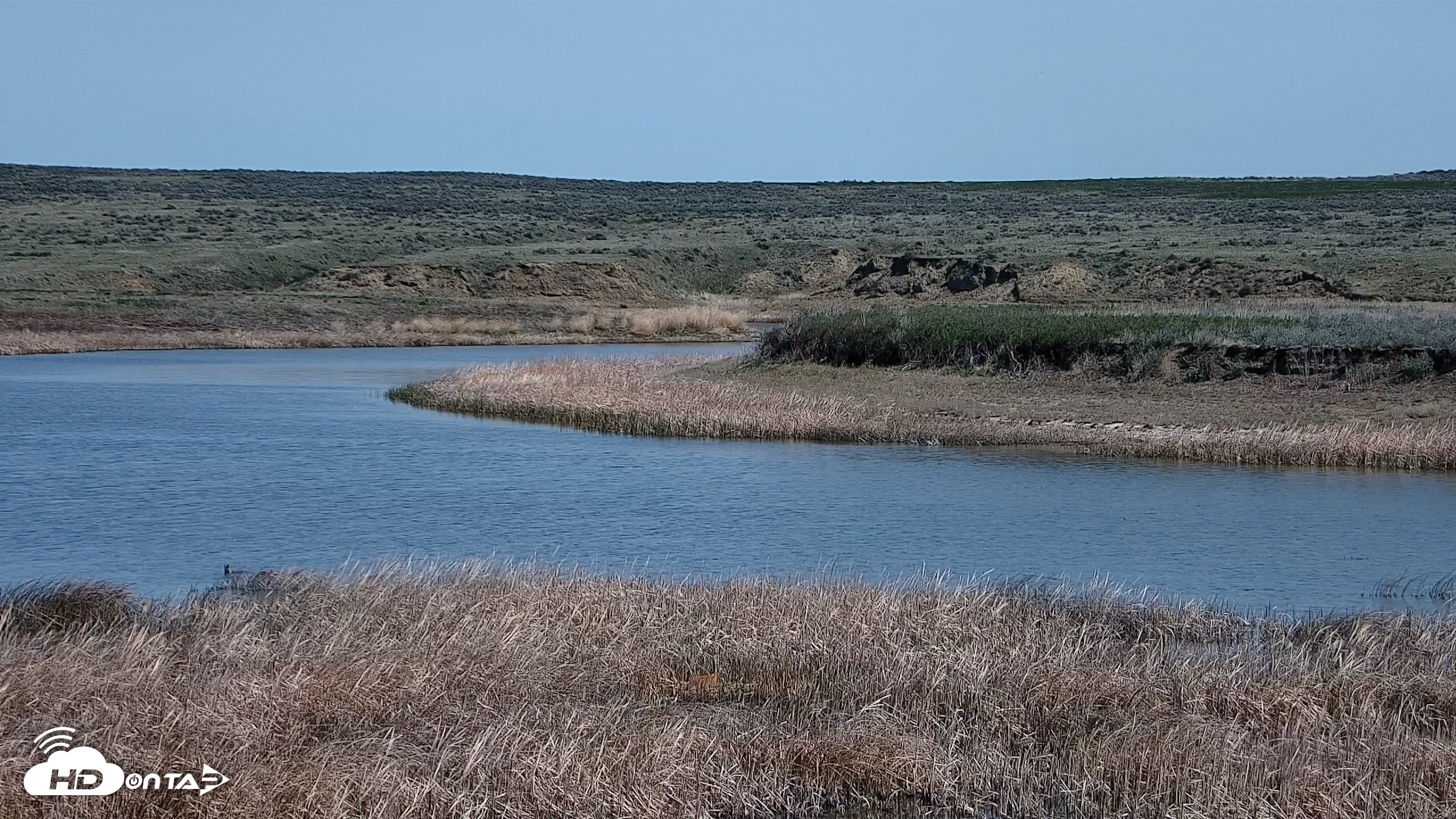 Snapshot of American Prairie Montana Bison Live Cam taken May 10, 2026, 11:44am MDT