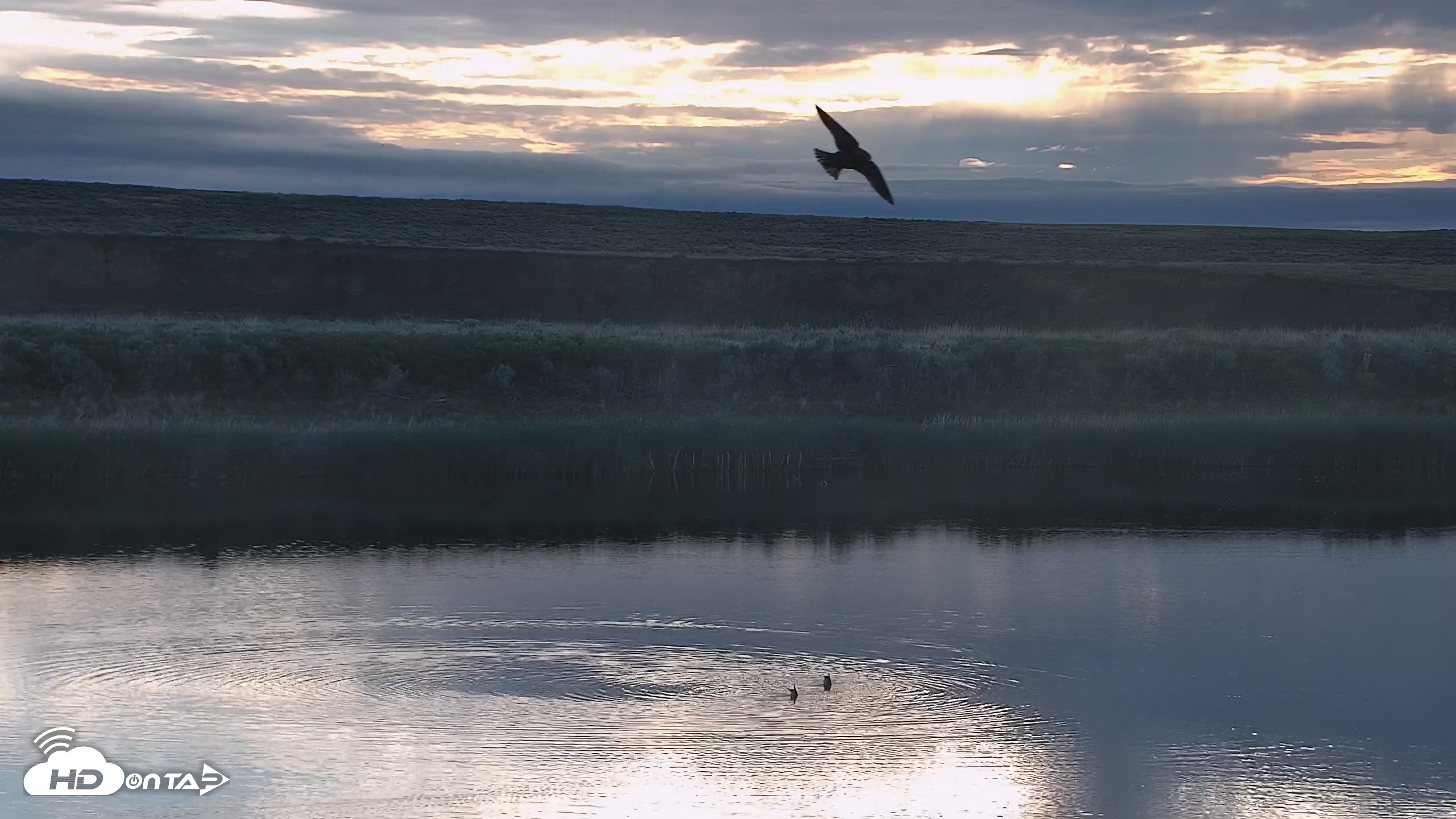 Snapshot of American Prairie Montana Bison Live Cam taken Jun 3, 2026, 6:24am MDT