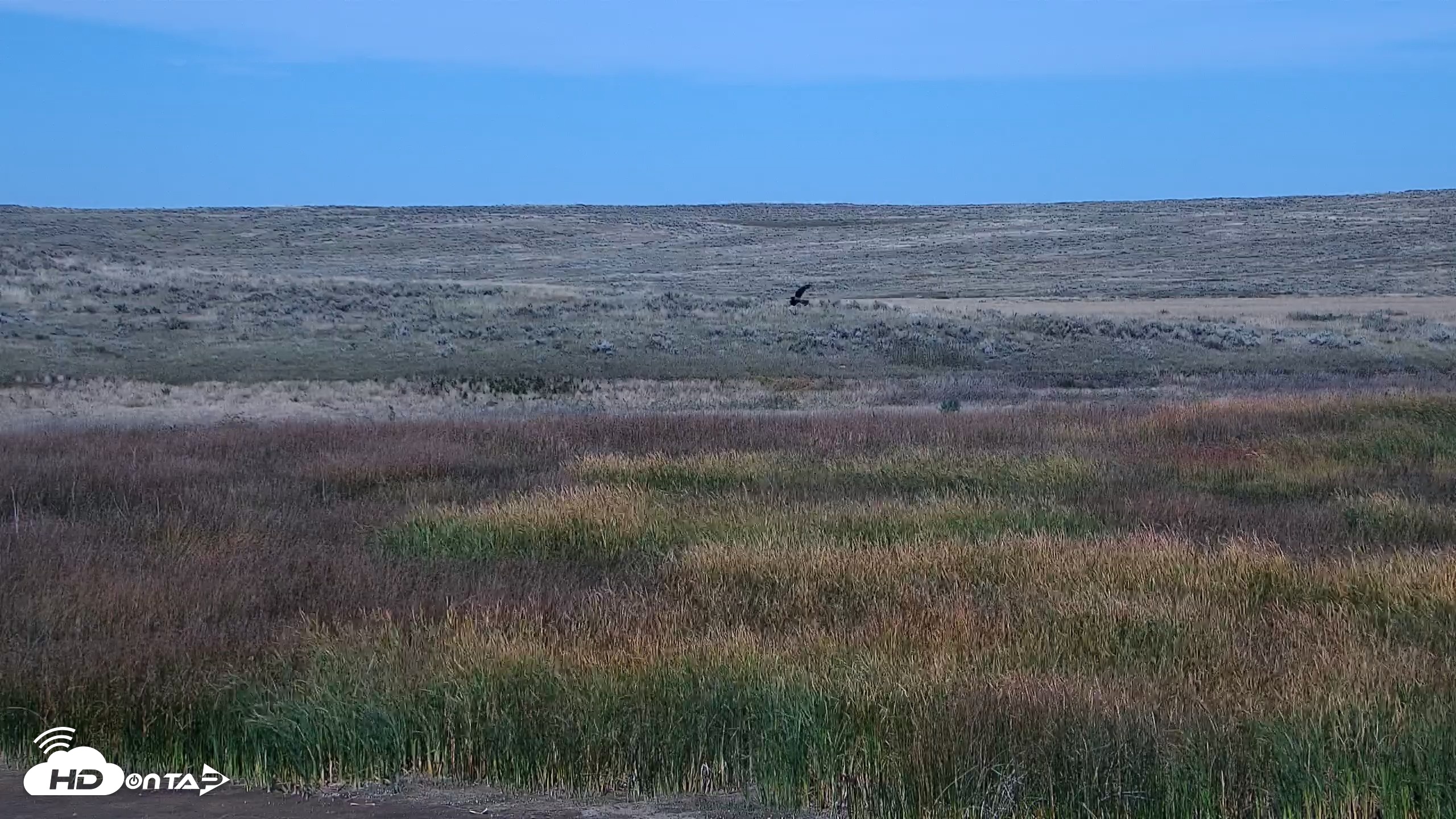 Snapshot of American Prairie Montana Bison Live Cam taken Sep 25, 2026, 1:24pm MDT
