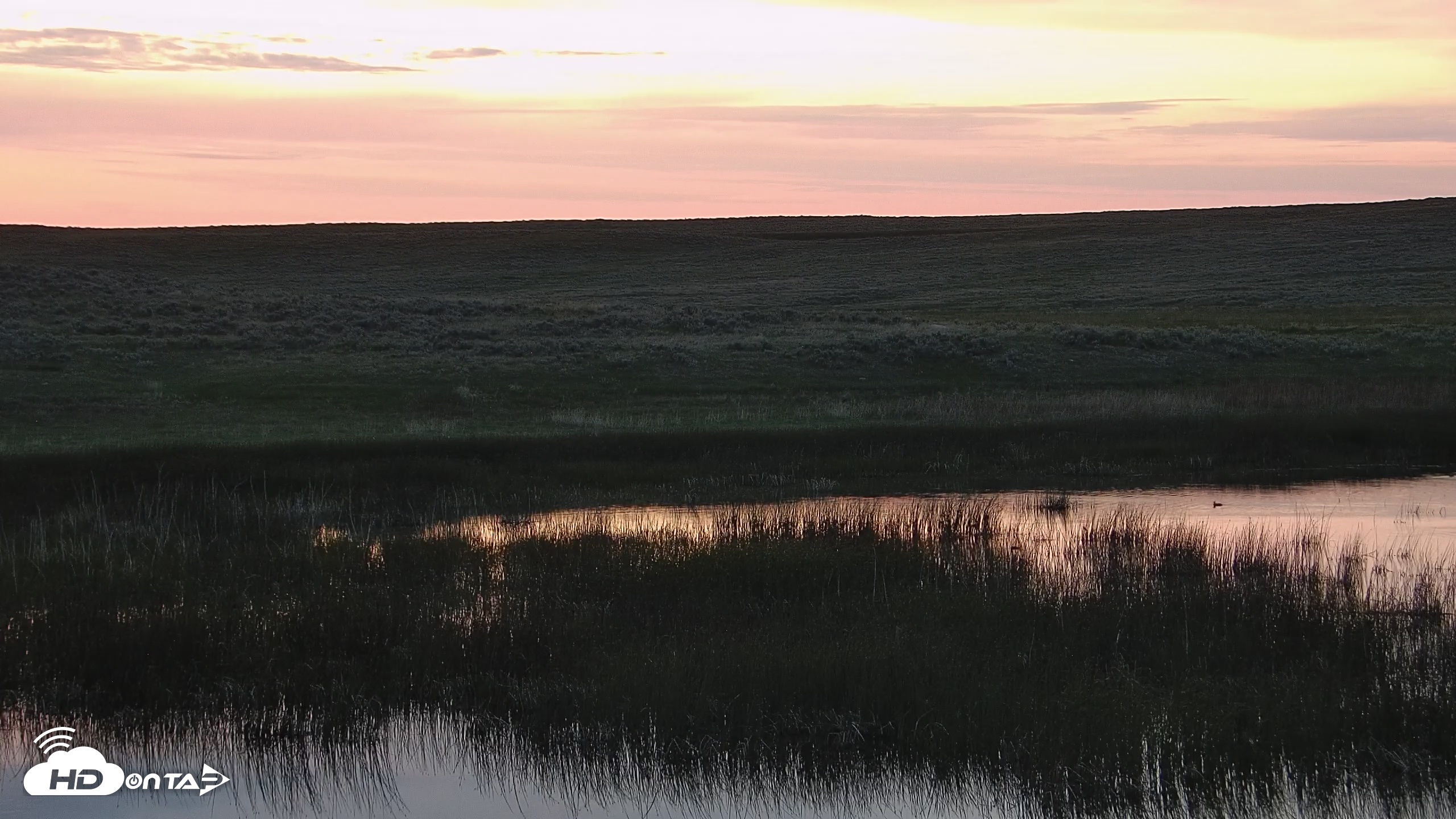 Snapshot of American Prairie Montana Bison Live Cam taken Jun 1, 2025, 9:11pm MDT