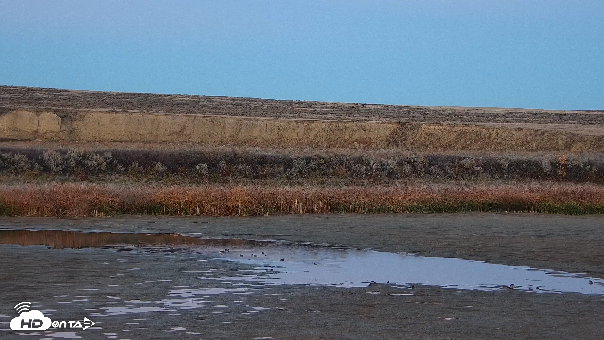 Snapshot of American Prairie Montana Bison Live Cam taken Oct 24, 2026, 6:13pm MDT
