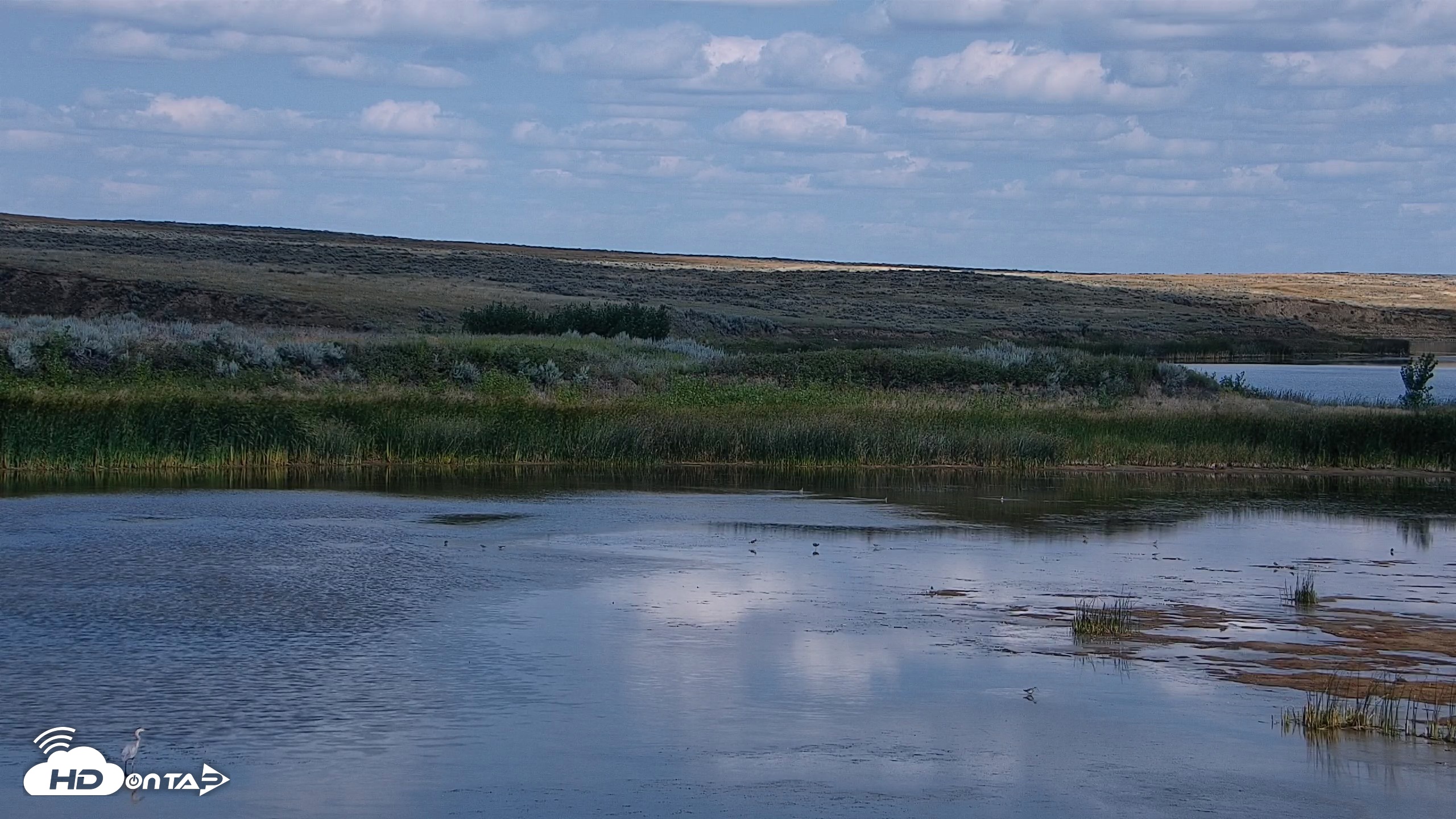Snapshot of American Prairie Montana Bison Live Cam taken Aug 15, 2026, 3:46pm MDT