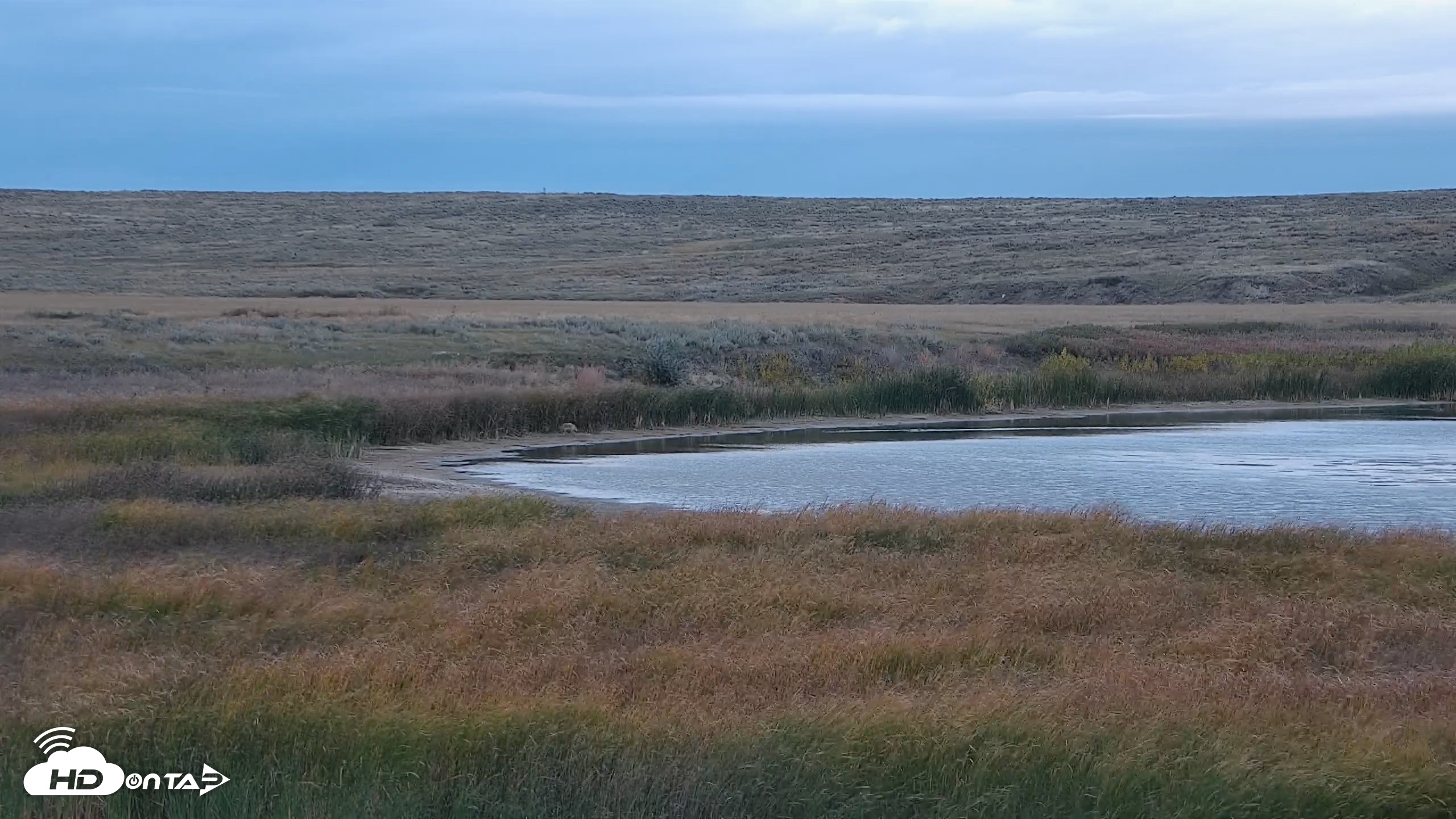 Snapshot of American Prairie Montana Bison Live Cam taken Sep 30, 2026, 8:54am MDT