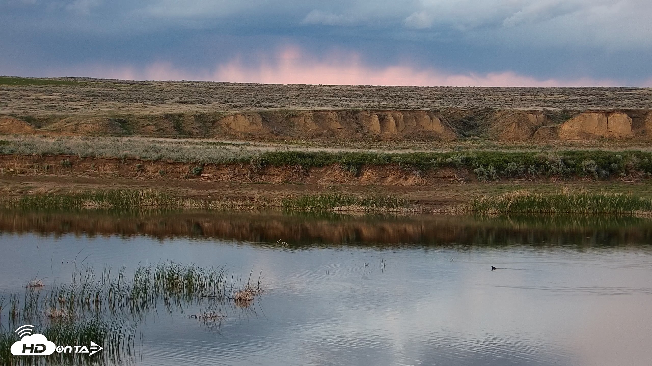 Snapshot of American Prairie Montana Bison Live Cam taken May 21, 2025, 8:45pm MDT