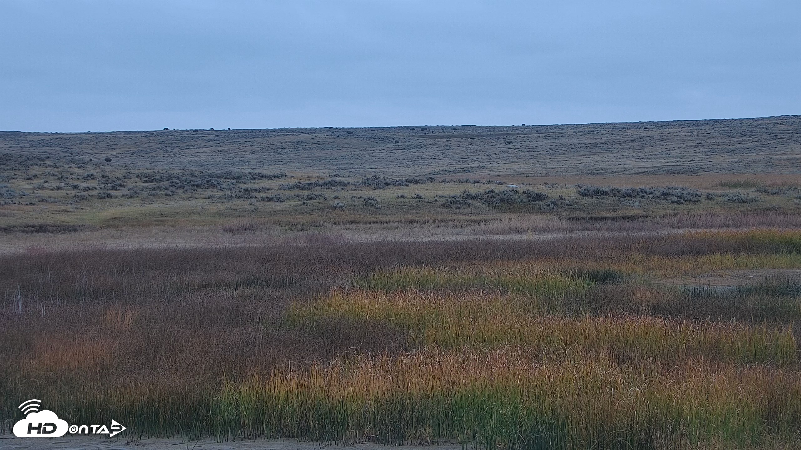 Snapshot of American Prairie Montana Bison Live Cam taken Oct 15, 2025, 11:17am MDT