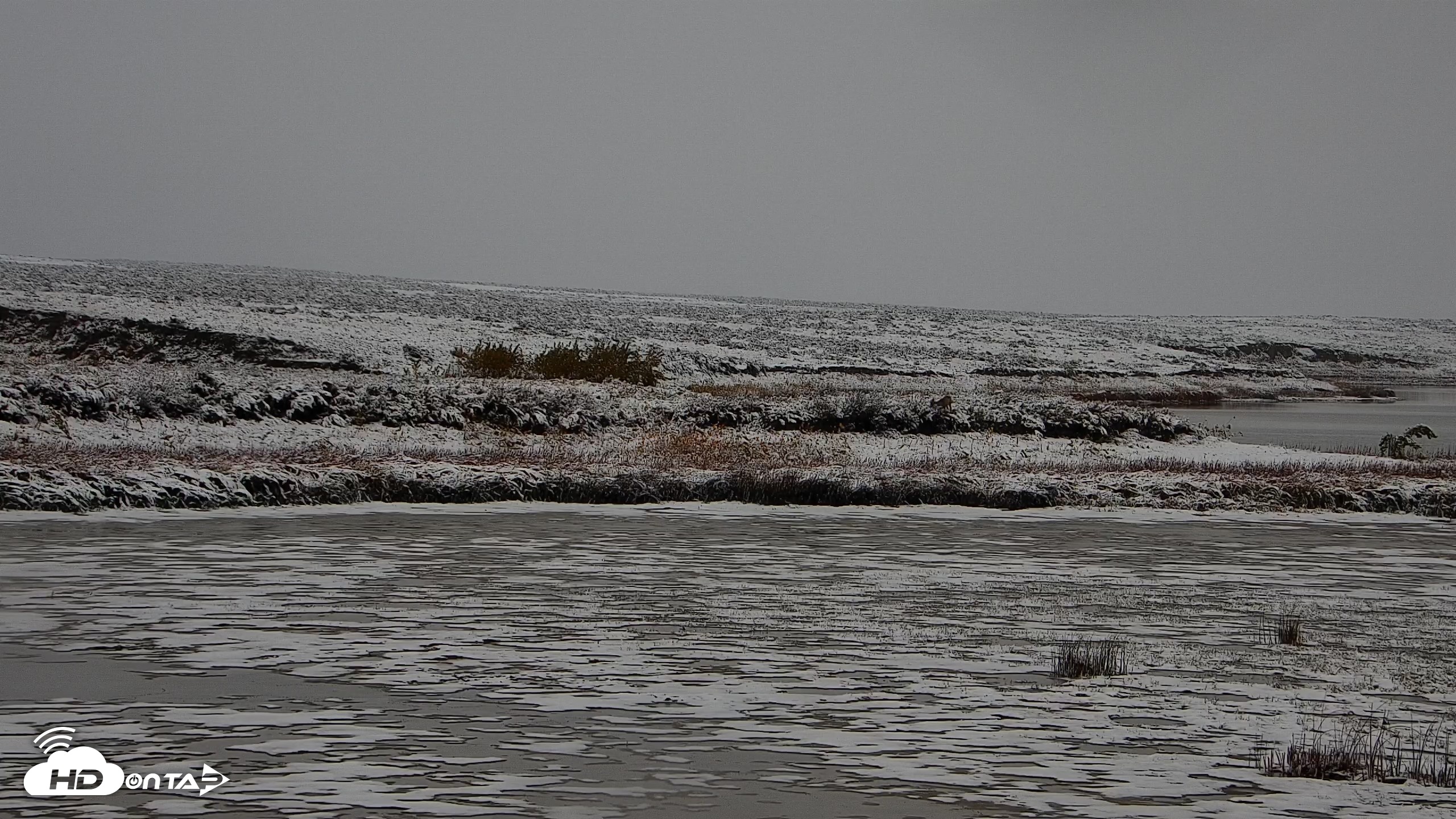 Snapshot of American Prairie Montana Bison Live Cam taken Oct 12, 2026, 7:59am MDT