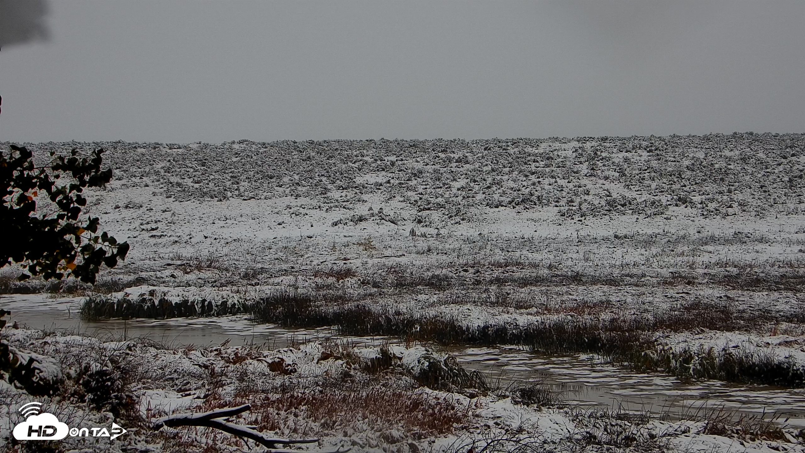 Snapshot of American Prairie Montana Bison Live Cam taken Oct 12, 2026, 9:05am MDT