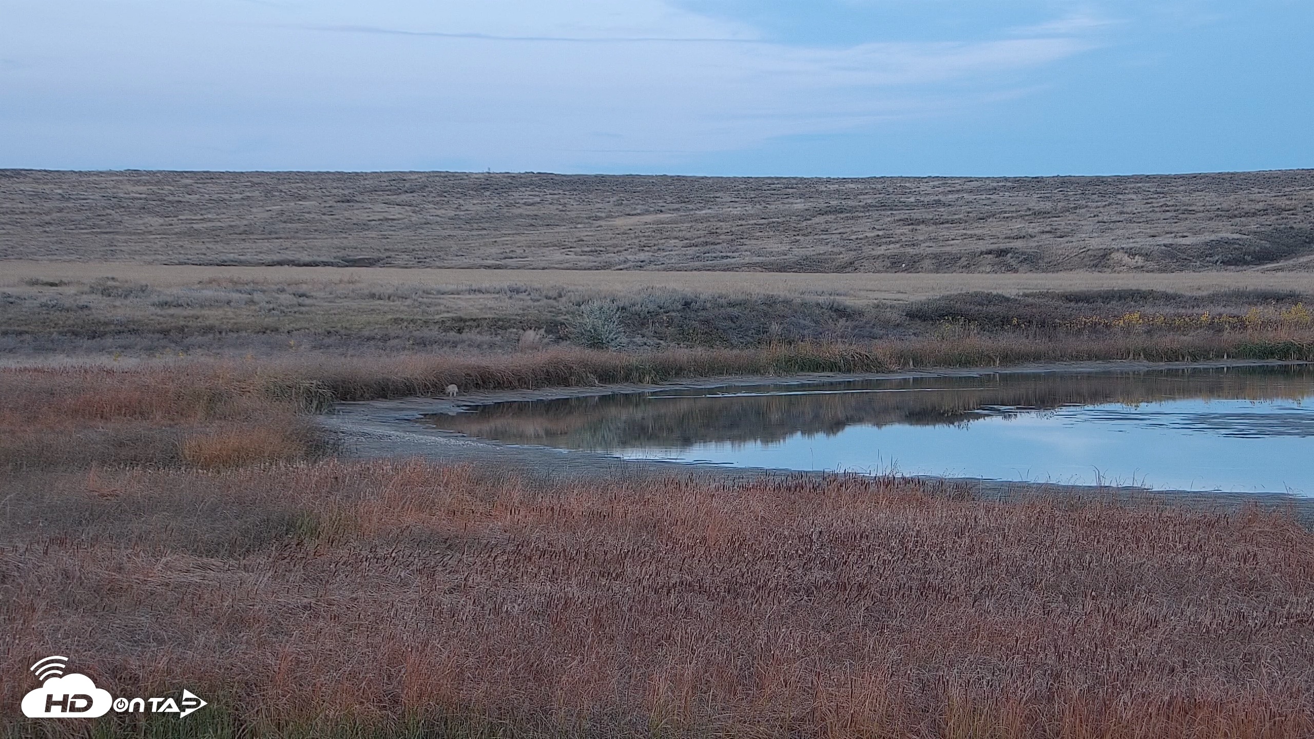 Snapshot of American Prairie Montana Bison Live Cam taken Oct 19, 2026, 6:11pm MDT