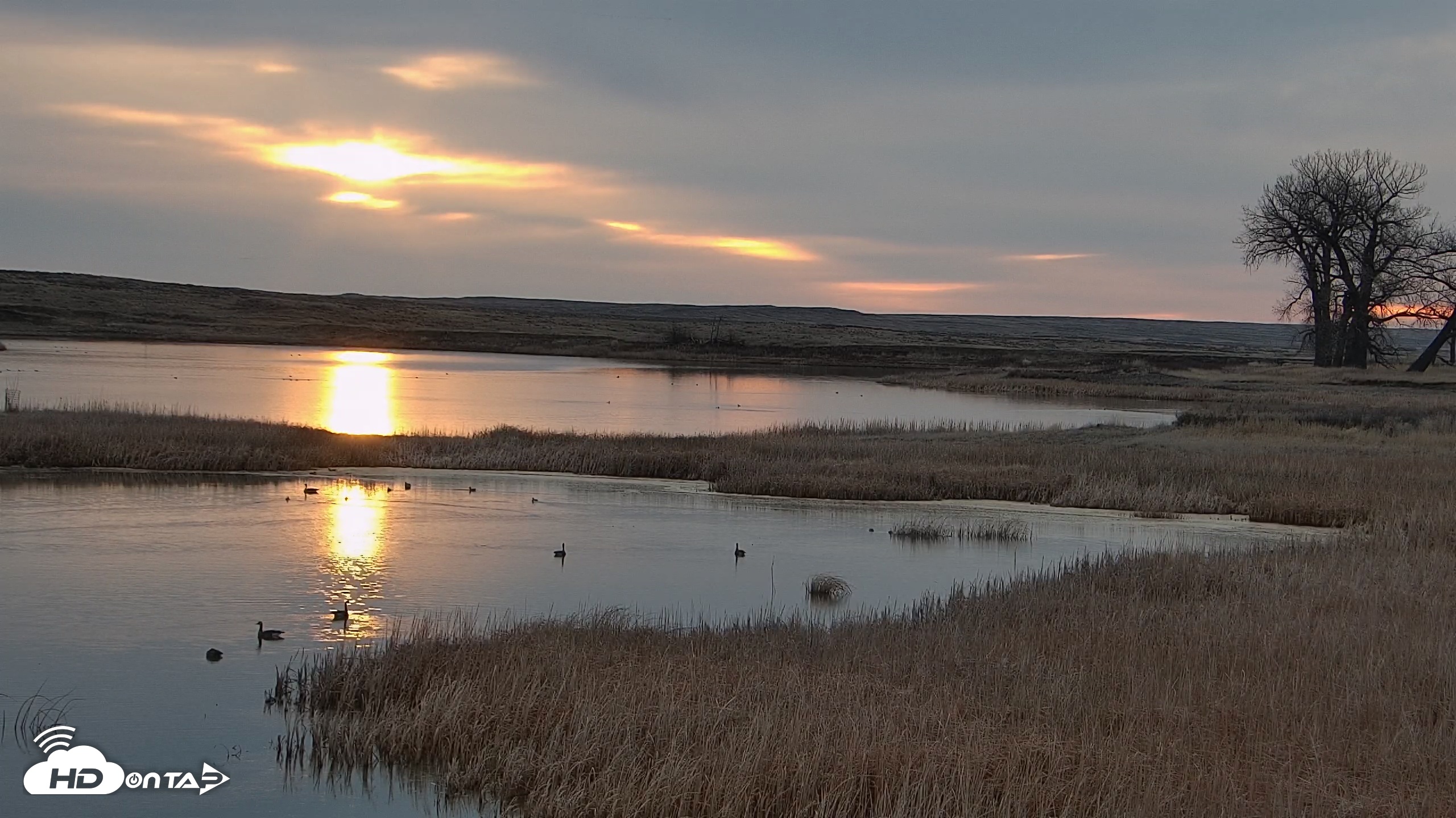 Snapshot of American Prairie Montana Bison Live Cam taken Mar 28, 2026, 7:11am MDT