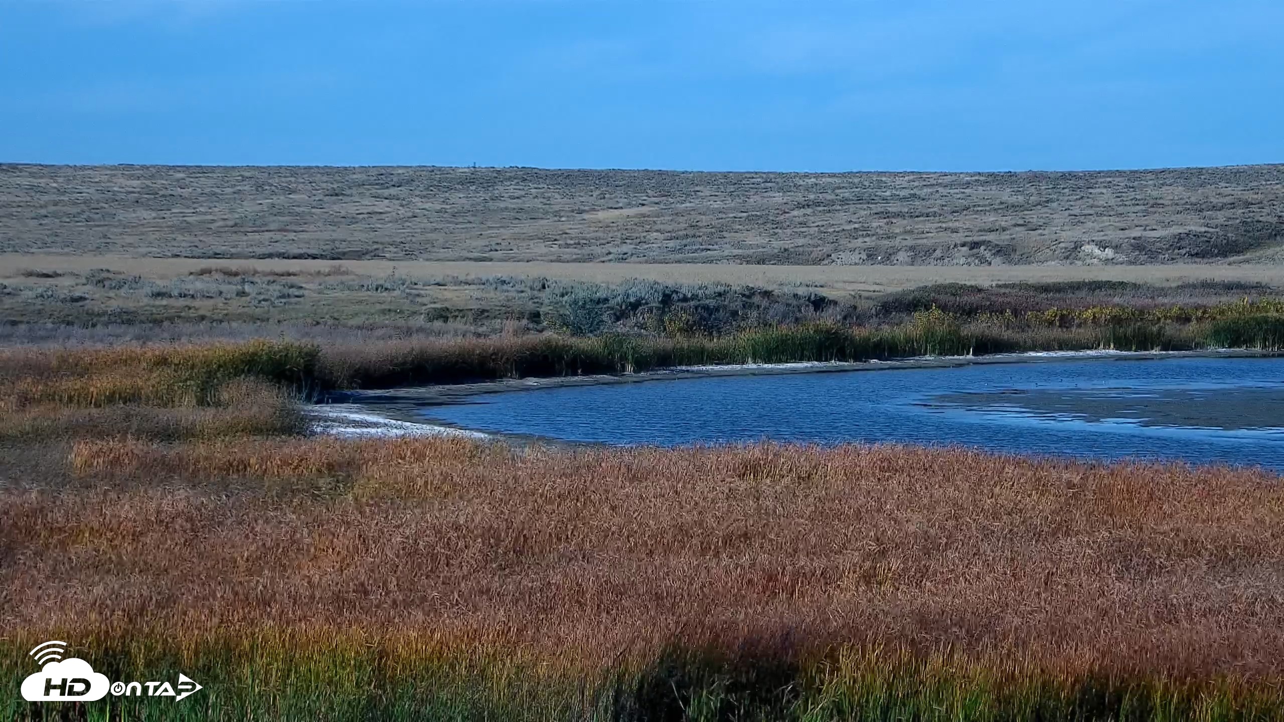 Snapshot of American Prairie Montana Bison Live Cam taken Oct 8, 2026, 4:30pm MDT