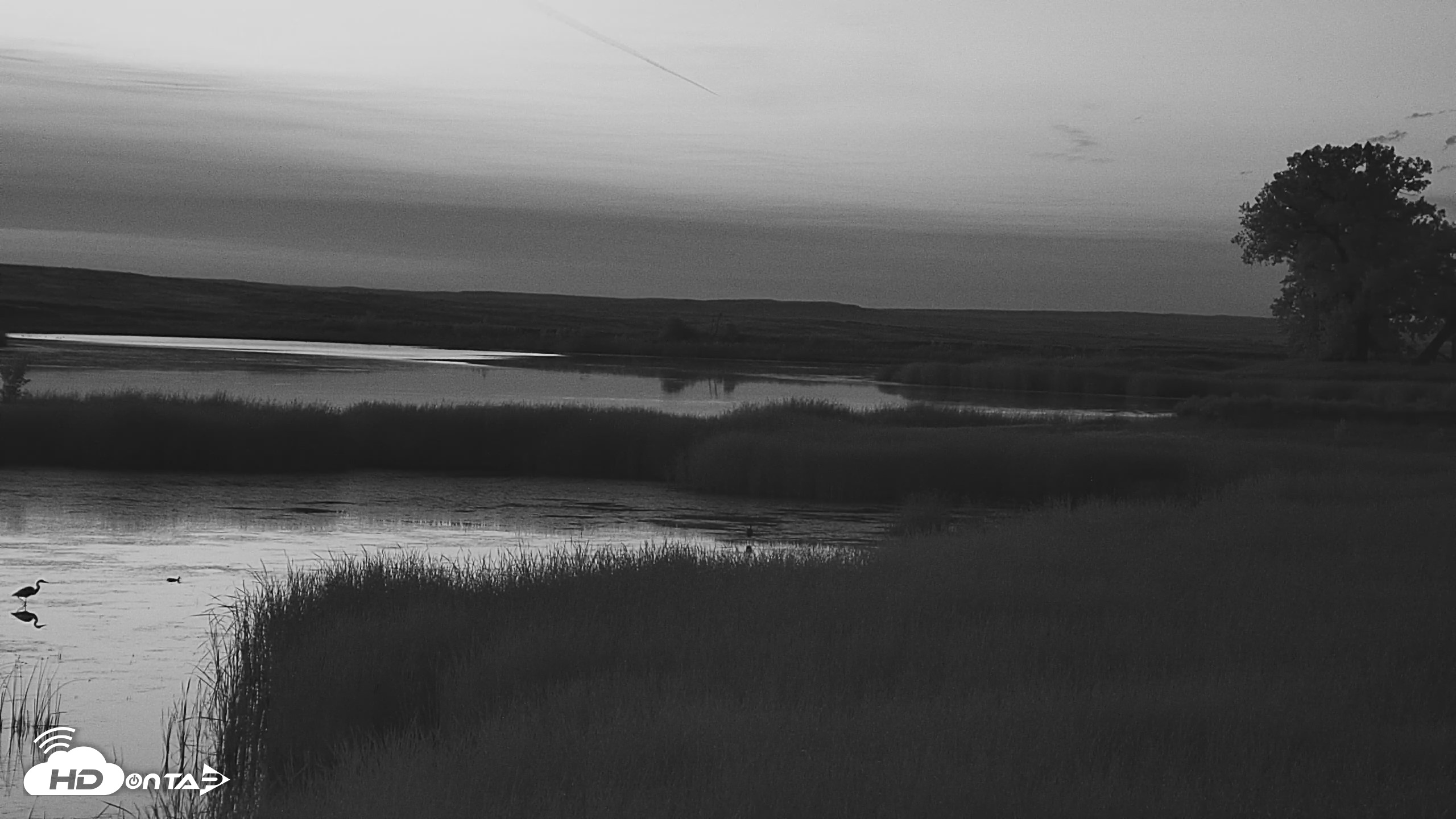 Snapshot of American Prairie Montana Bison Live Cam taken Jul 25, 2026, 5:03am MDT