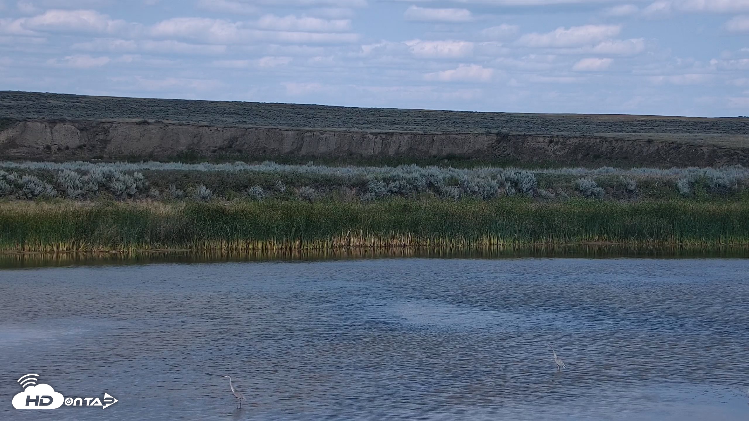 Snapshot of American Prairie Montana Bison Live Cam taken Aug 15, 2026, 3:46pm MDT