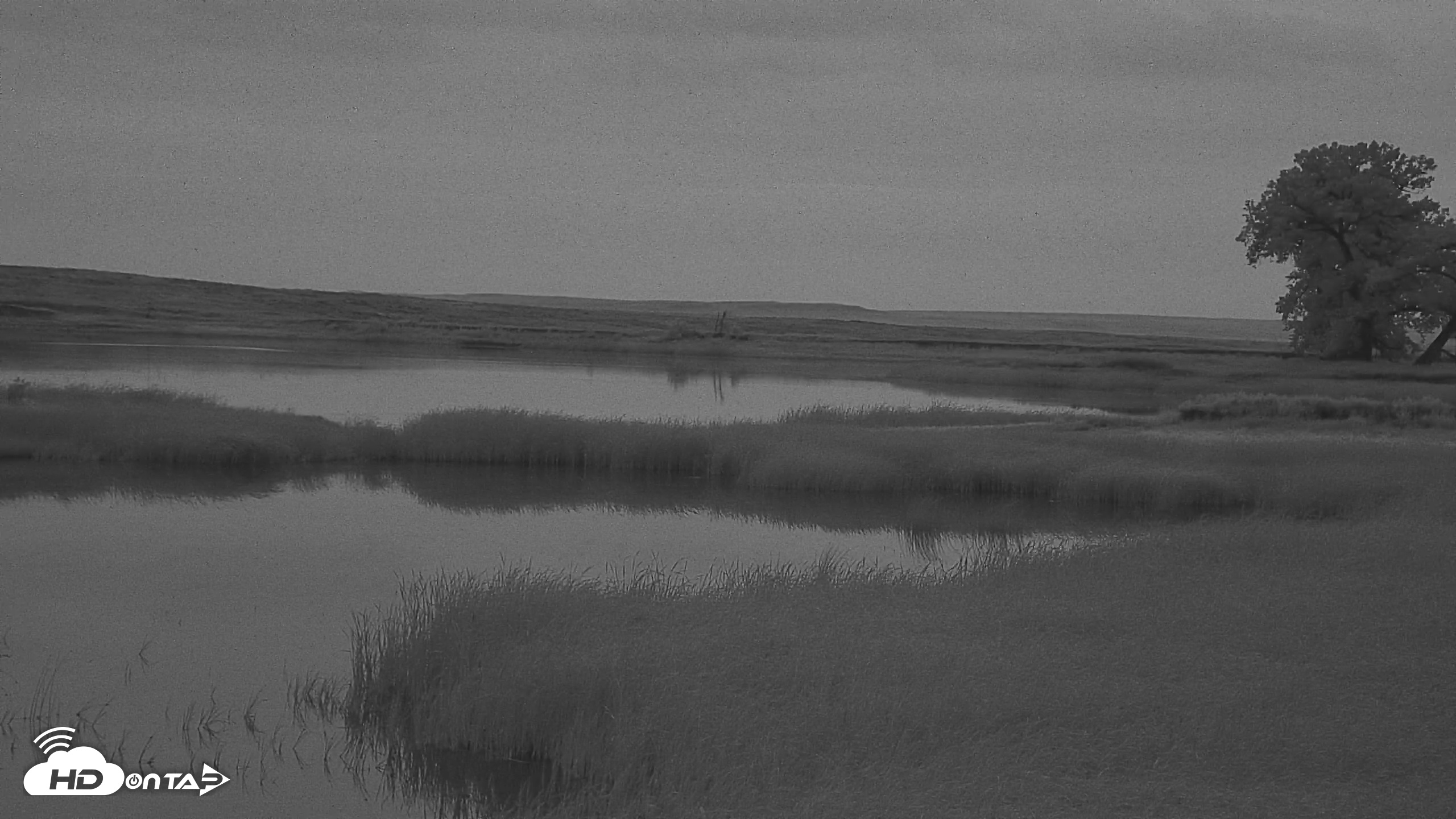 Snapshot of American Prairie Montana Bison Live Cam taken Jul 16, 2025, 5:13am MDT