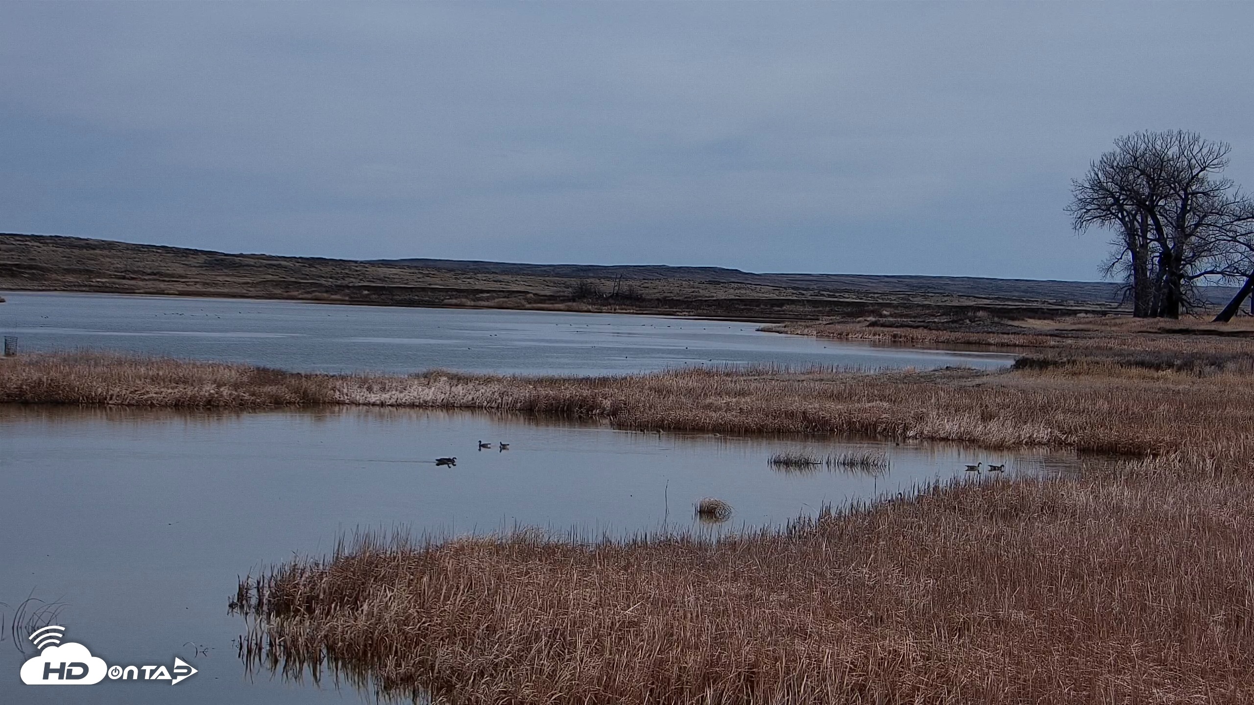 Snapshot of American Prairie Montana Bison Live Cam taken Mar 28, 2026, 12:08pm MDT