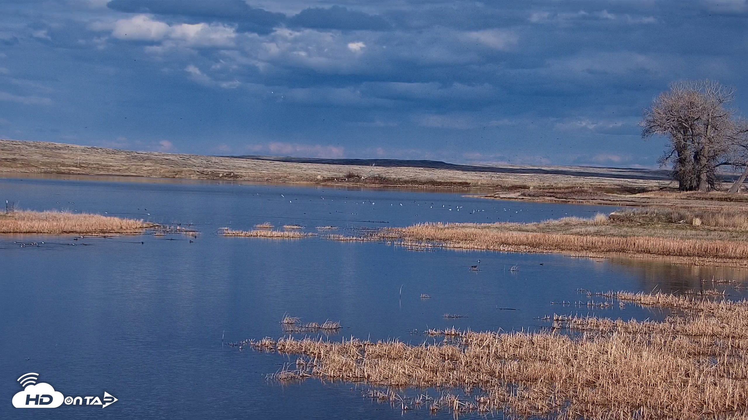 Snapshot of American Prairie Montana Bison Live Cam taken Apr 23, 2025, 6:03pm MDT