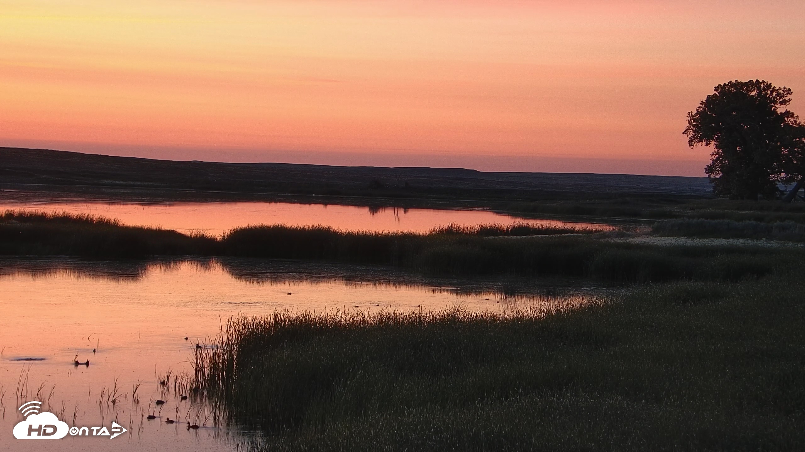 Snapshot of American Prairie Montana Bison Live Cam taken Jul 12, 2025, 5:03am MDT