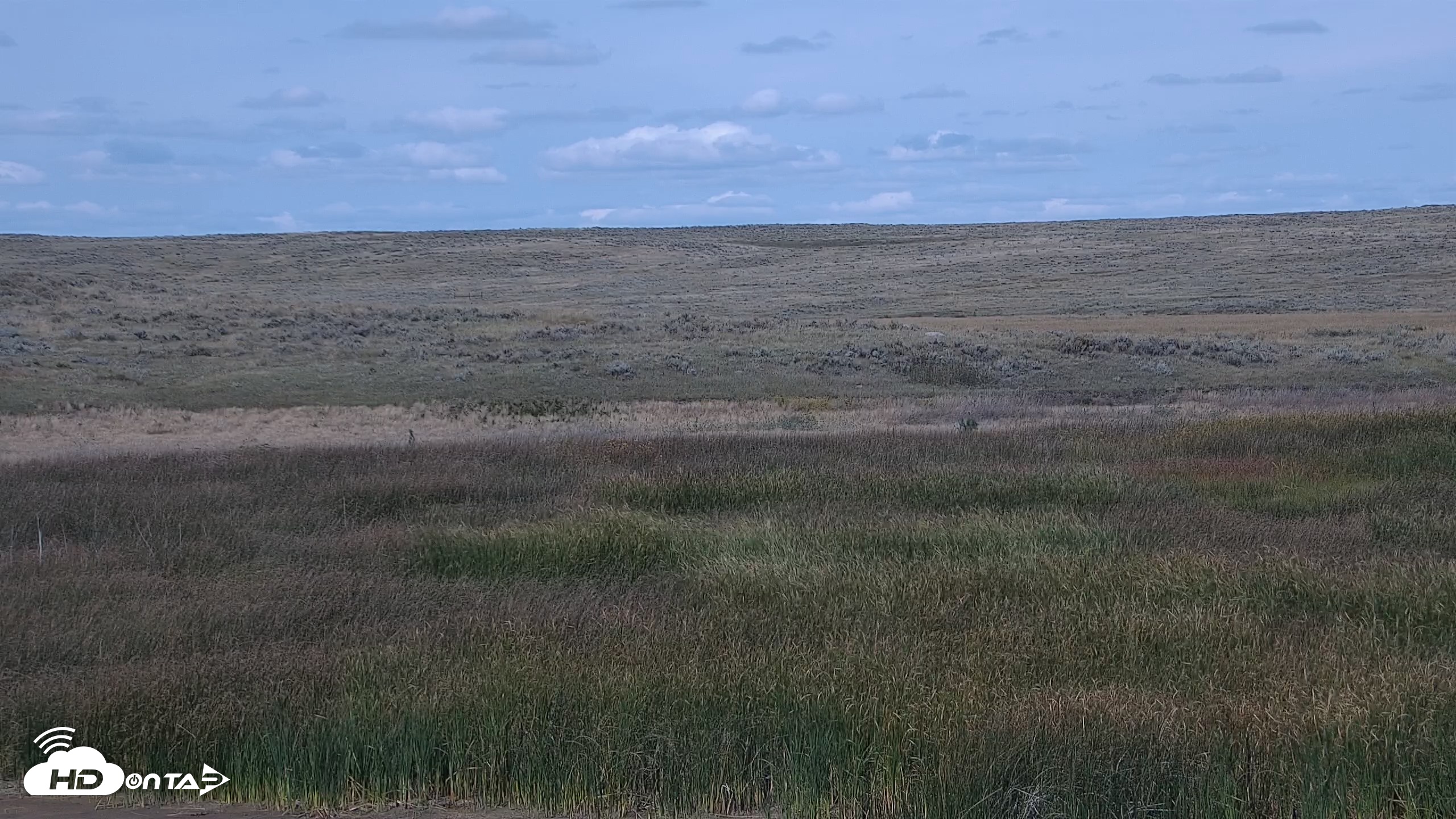 Snapshot of American Prairie Montana Bison Live Cam taken Sep 15, 2026, 2:16pm MDT