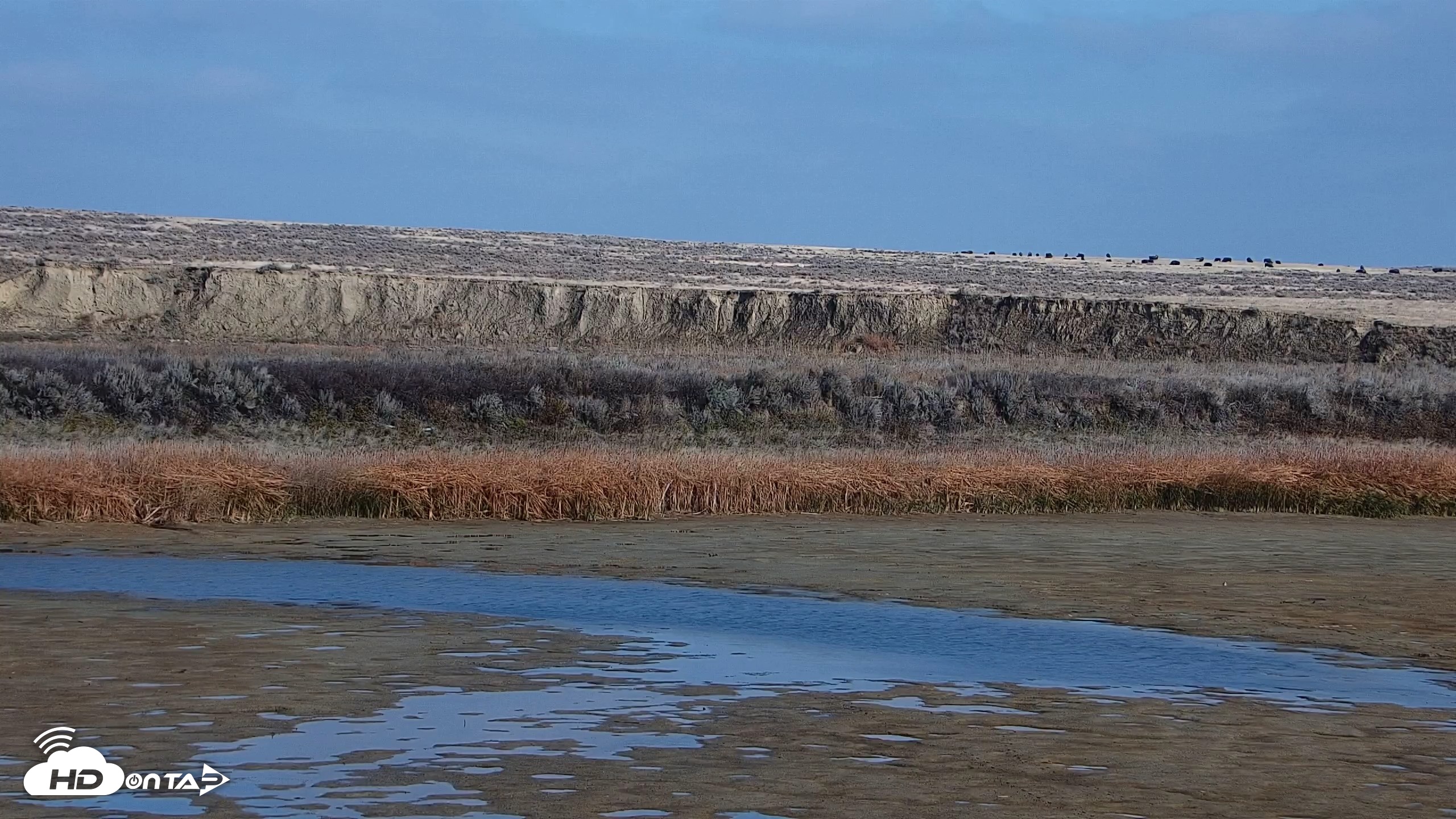Snapshot of American Prairie Montana Bison Live Cam taken Oct 28, 2026, 2:14pm MDT