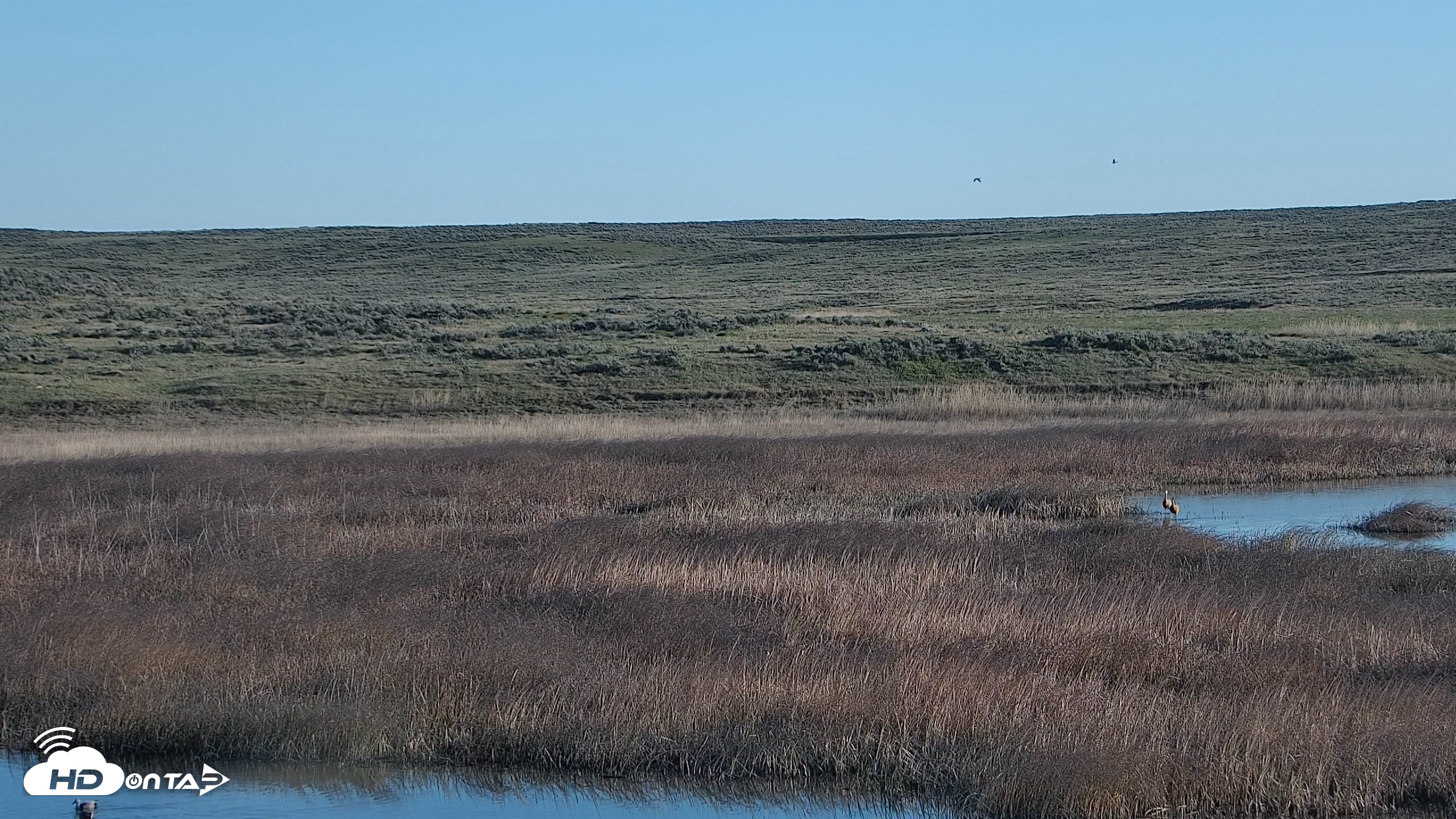 Snapshot of American Prairie Montana Bison Live Cam taken May 12, 2026, 6:59am MDT