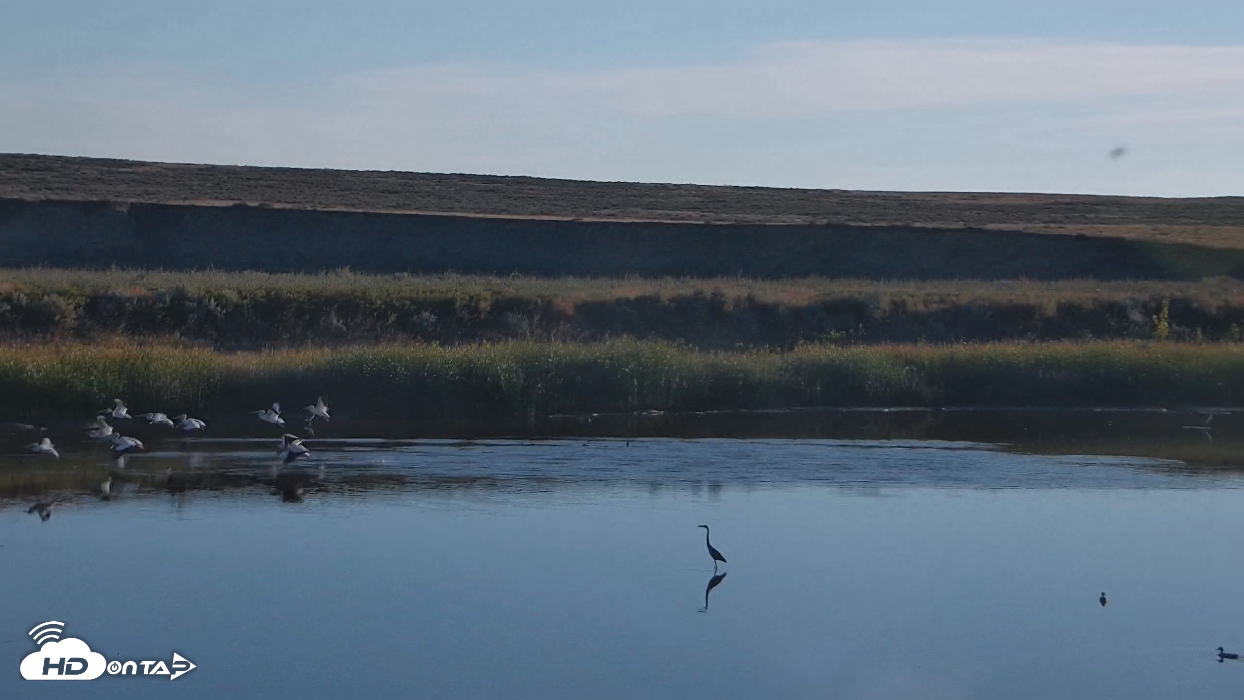 Snapshot of American Prairie Montana Bison Live Cam taken Sep 24, 2025, 8:15am MDT