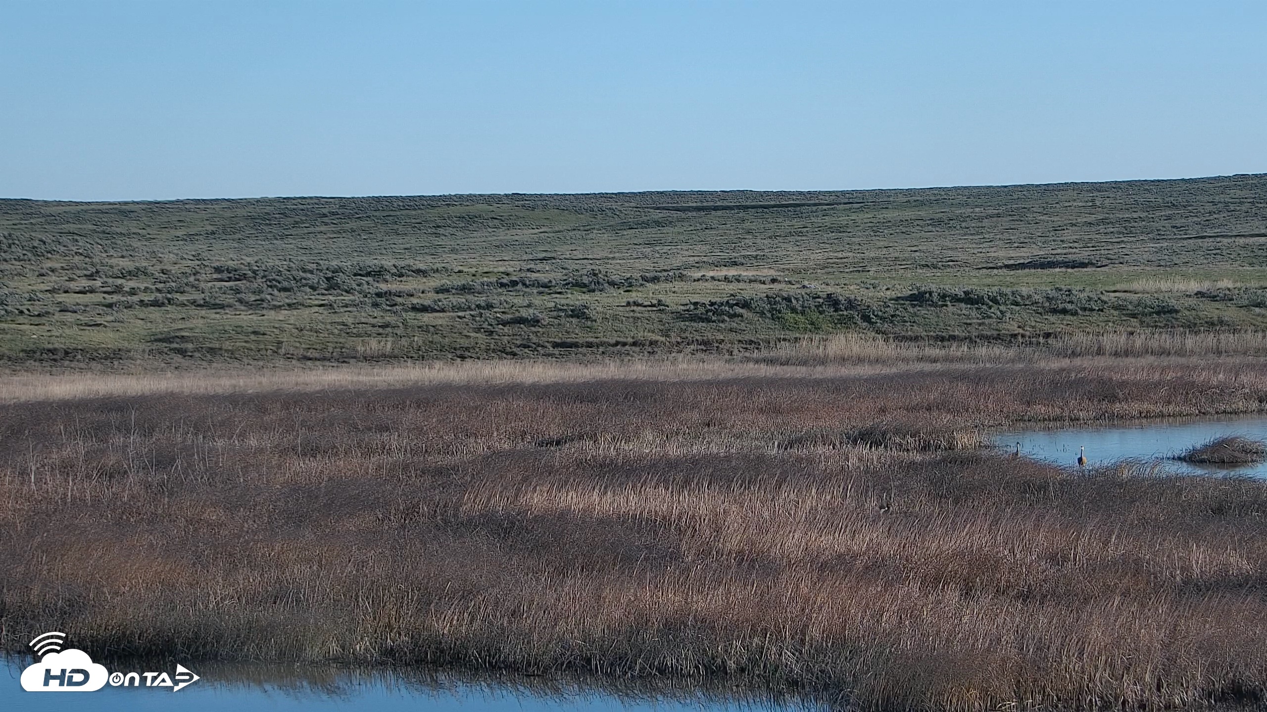 Snapshot of American Prairie Montana Bison Live Cam taken May 12, 2026, 6:59am MDT
