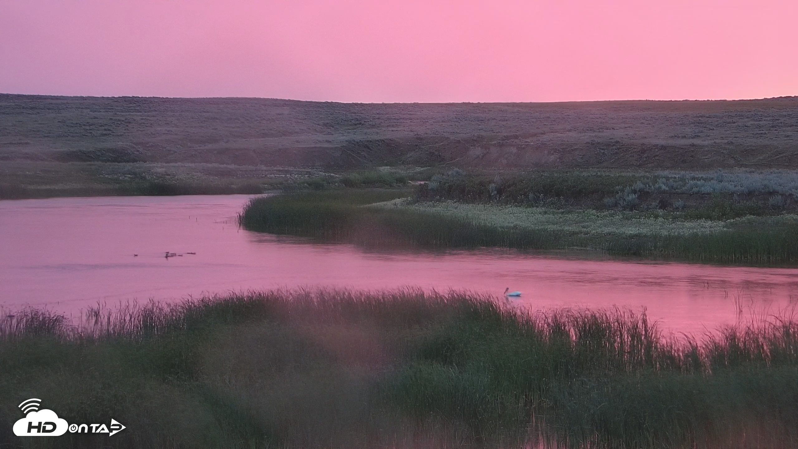 Snapshot of American Prairie Montana Bison Live Cam taken Jul 5, 2025, 5:17am MDT