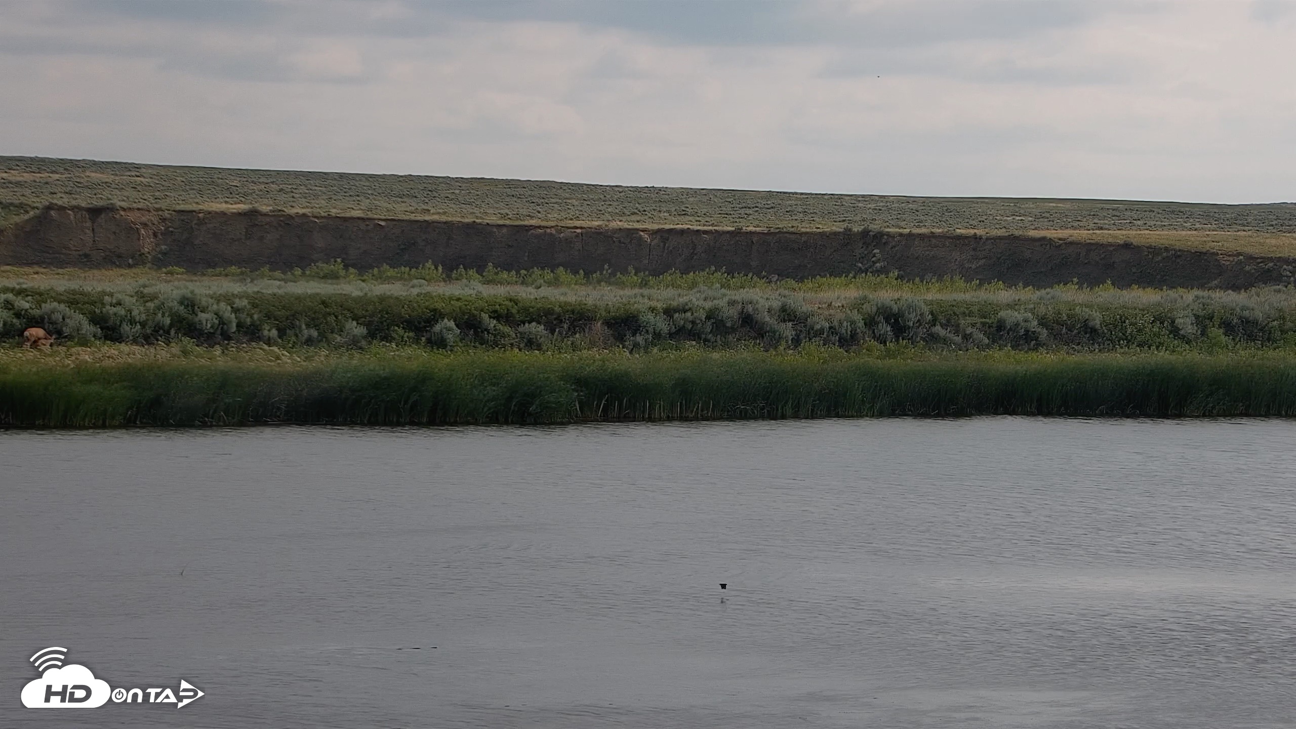 Snapshot of American Prairie Montana Bison Live Cam taken Jun 30, 2026, 9:57am MDT