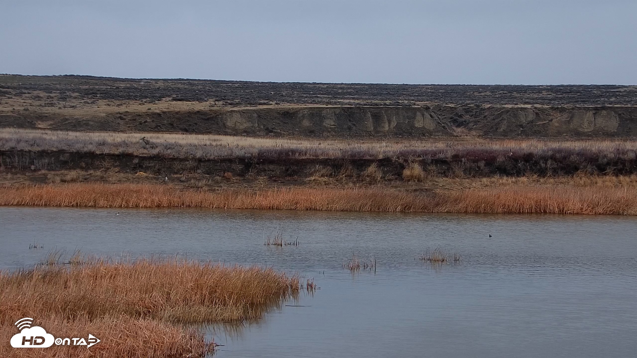 Snapshot of American Prairie Montana Bison Live Cam taken Apr 3, 2026, 12:38pm MDT
