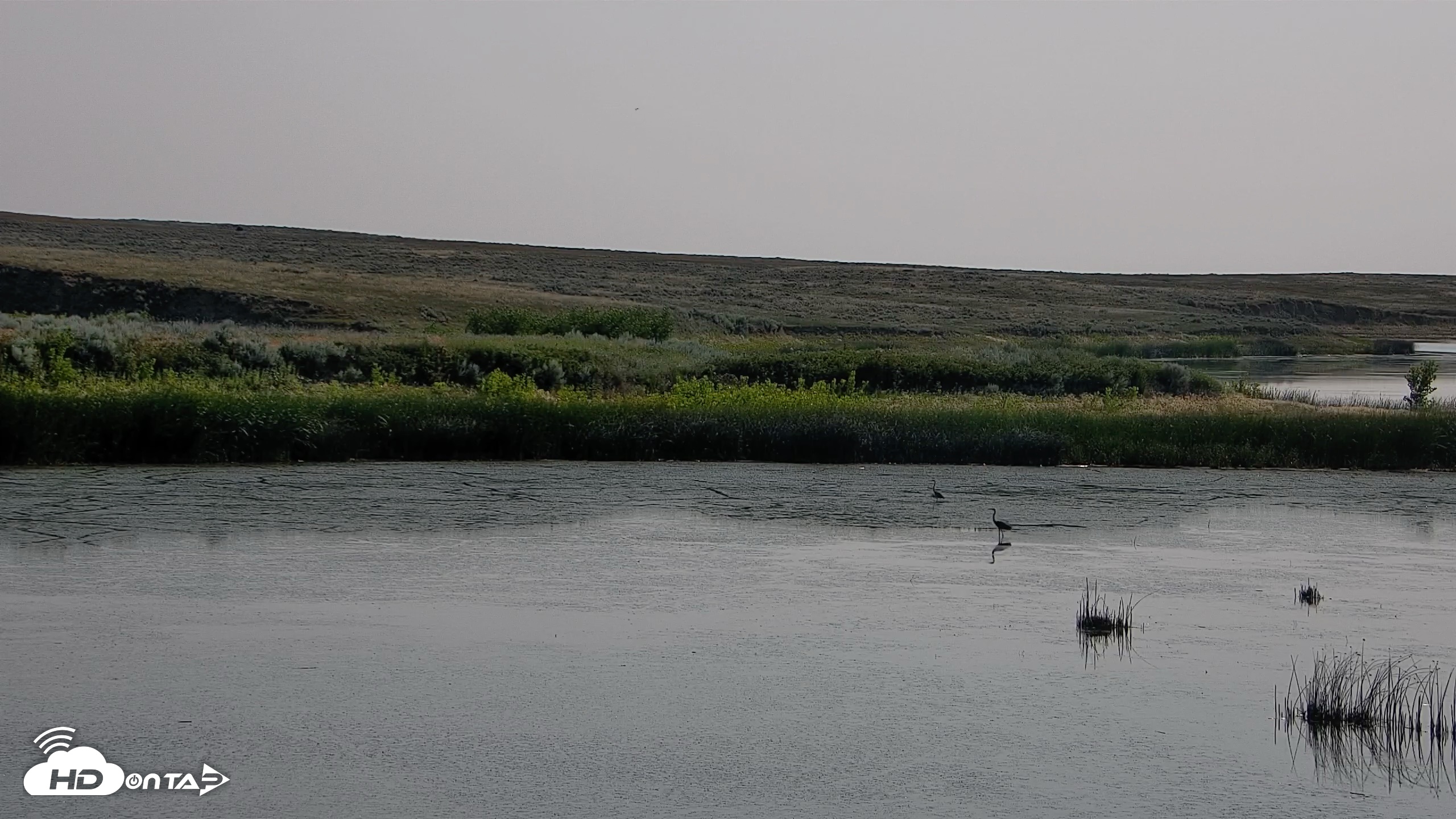 Snapshot of American Prairie Montana Bison Live Cam taken Jul 25, 2026, 10:00am MDT