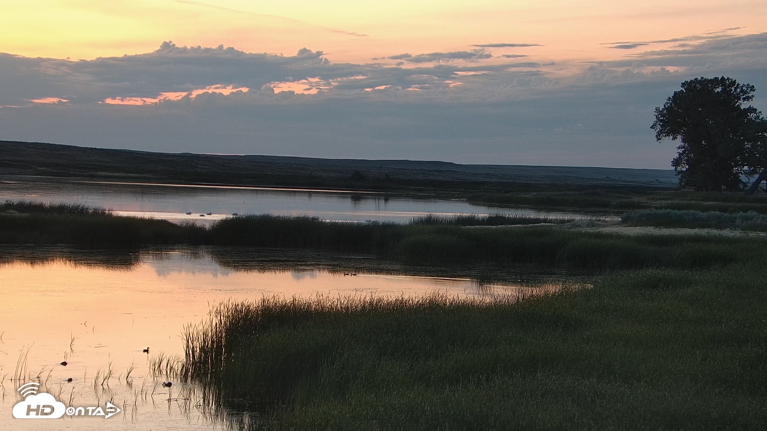 Snapshot of American Prairie Montana Bison Live Cam taken Jul 14, 2025, 5:12am MDT