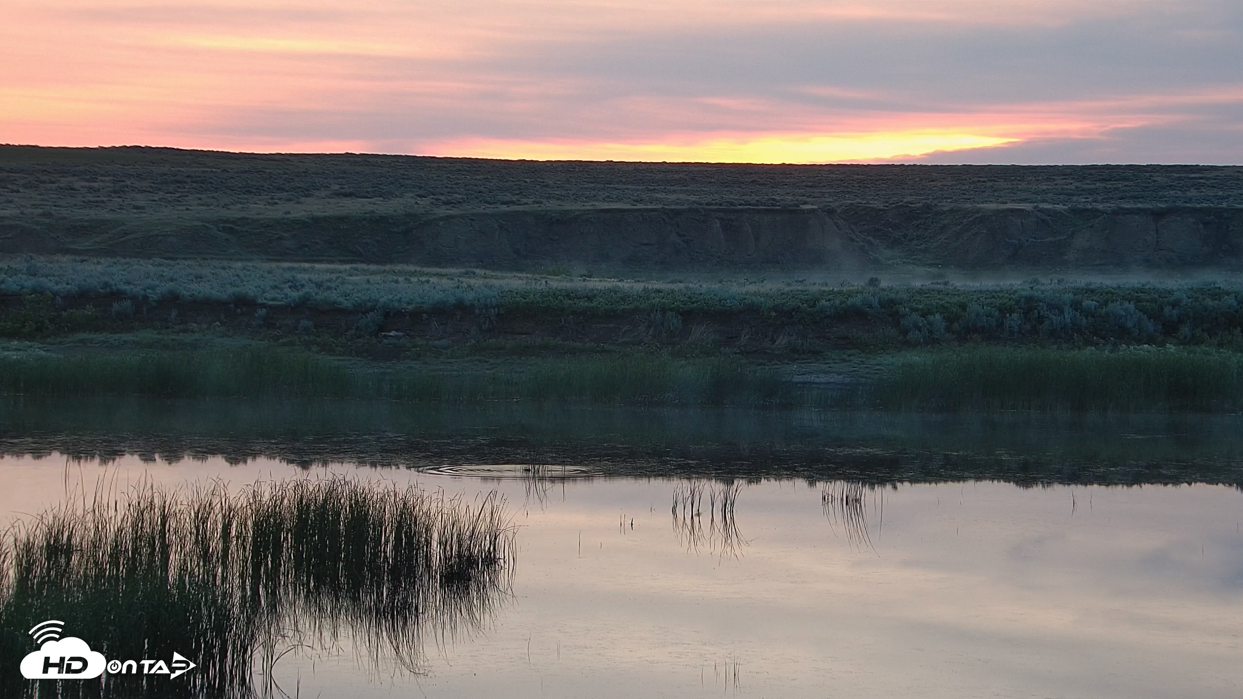 Snapshot of American Prairie Montana Bison Live Cam taken Jun 16, 2025, 5:05am MDT